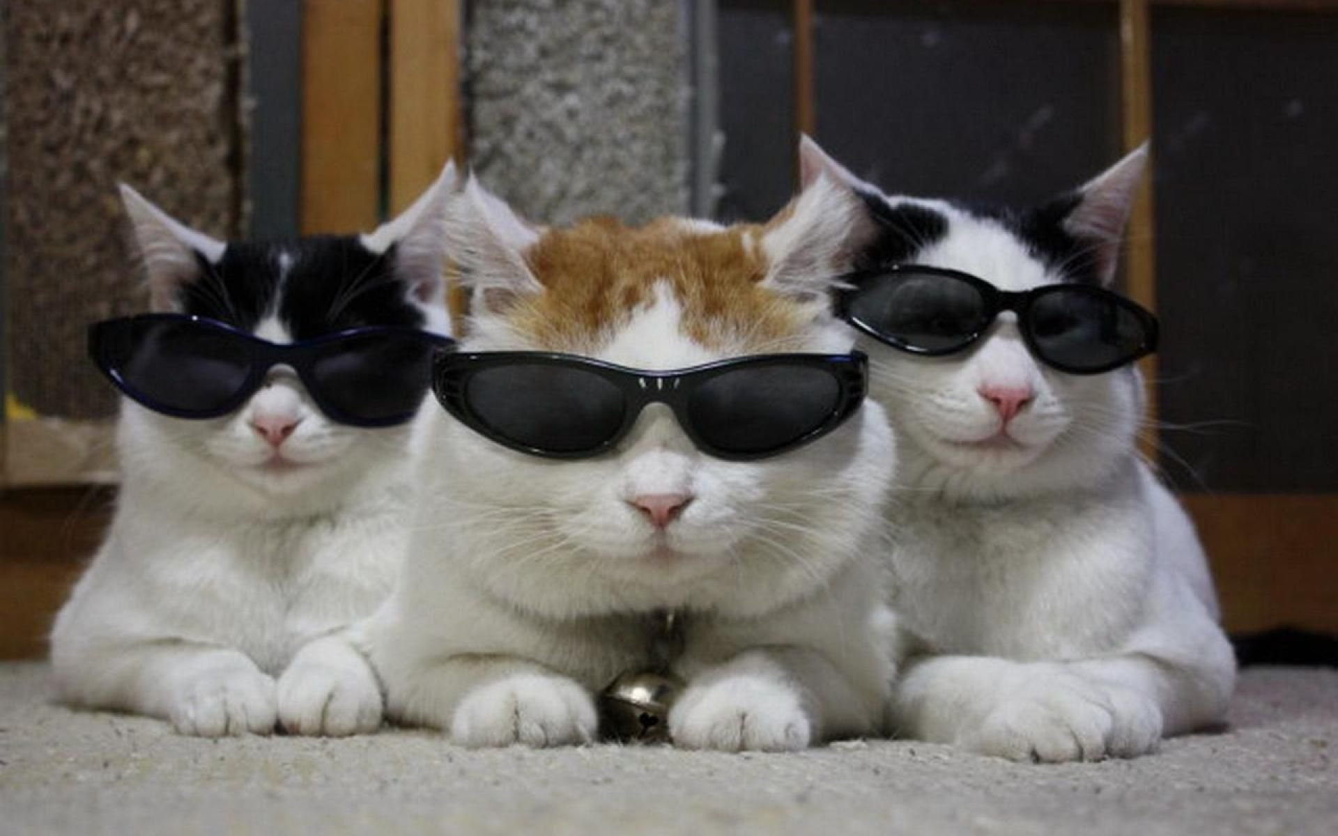 Image ID: 291016. cats on vacation - playing it cool Animal Cat Cats Image....