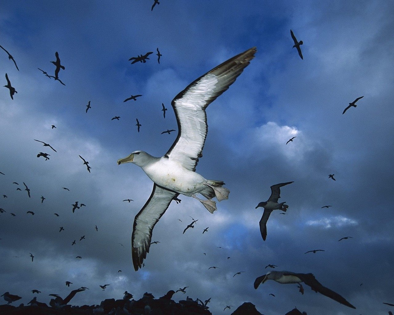 bird Animal albatross Image