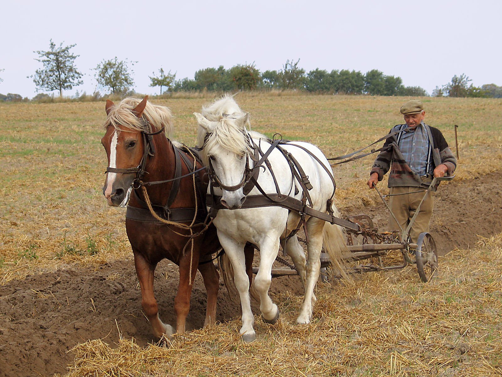 A person guides two horses pulling a plow through a field, captured in a rural farming scene.