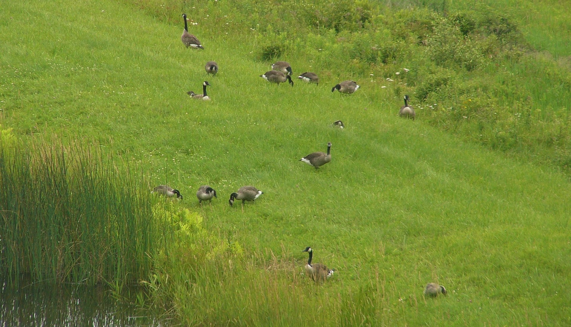  geese on the dam