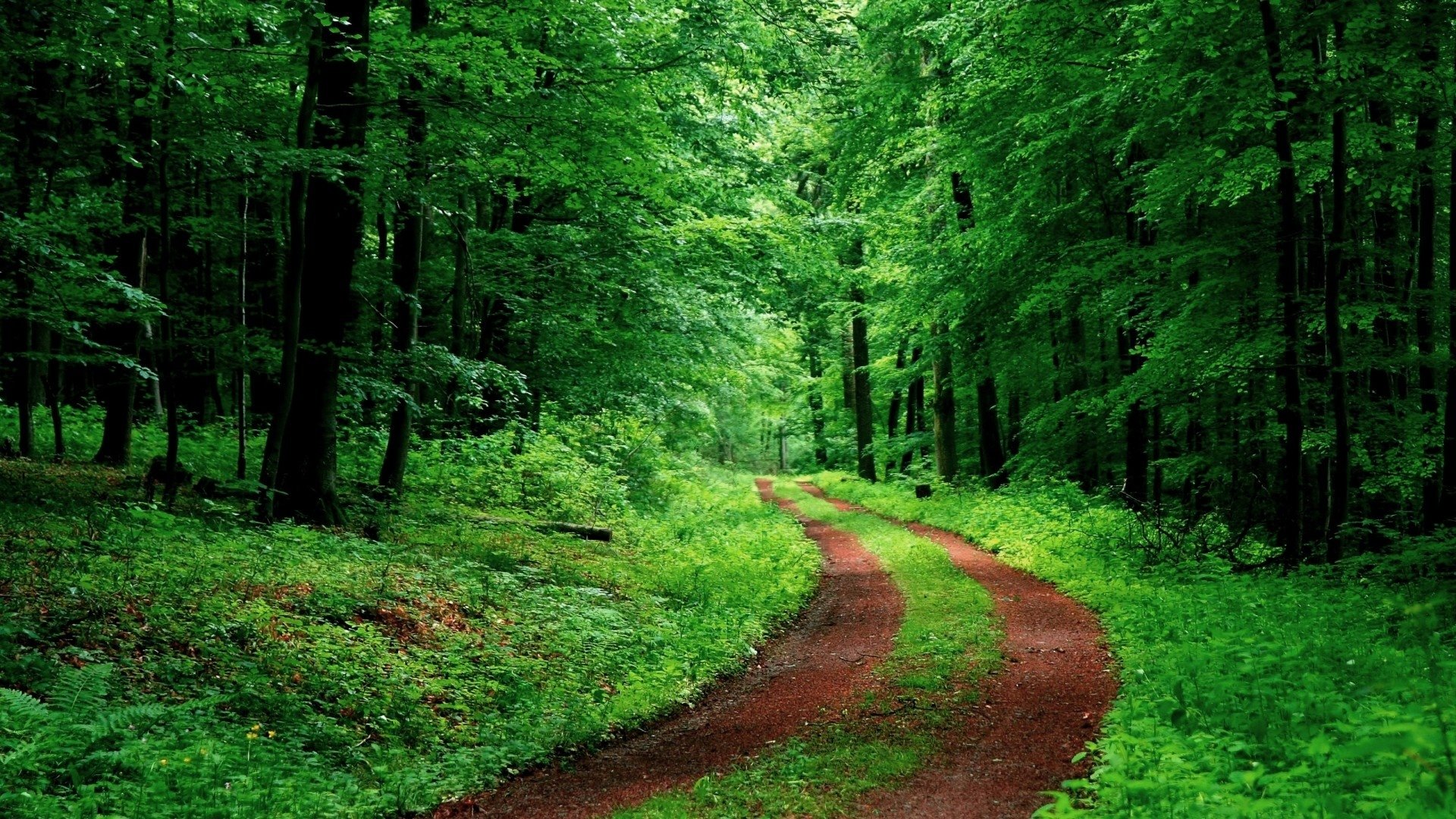 Green Forest Path Image - ID: 291299 - Image Abyss