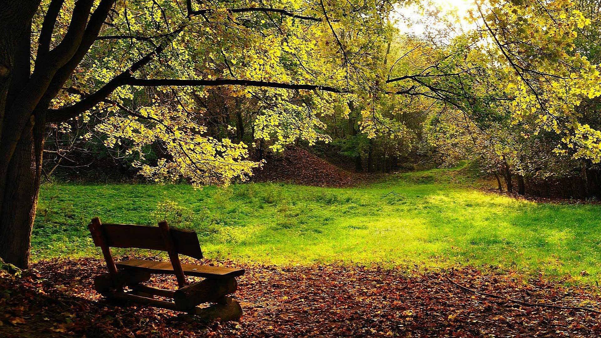 A wooden bench sits beneath a canopy of trees, surrounded by fallen leaves and a lush green field, inviting moments of quiet reflection in nature.