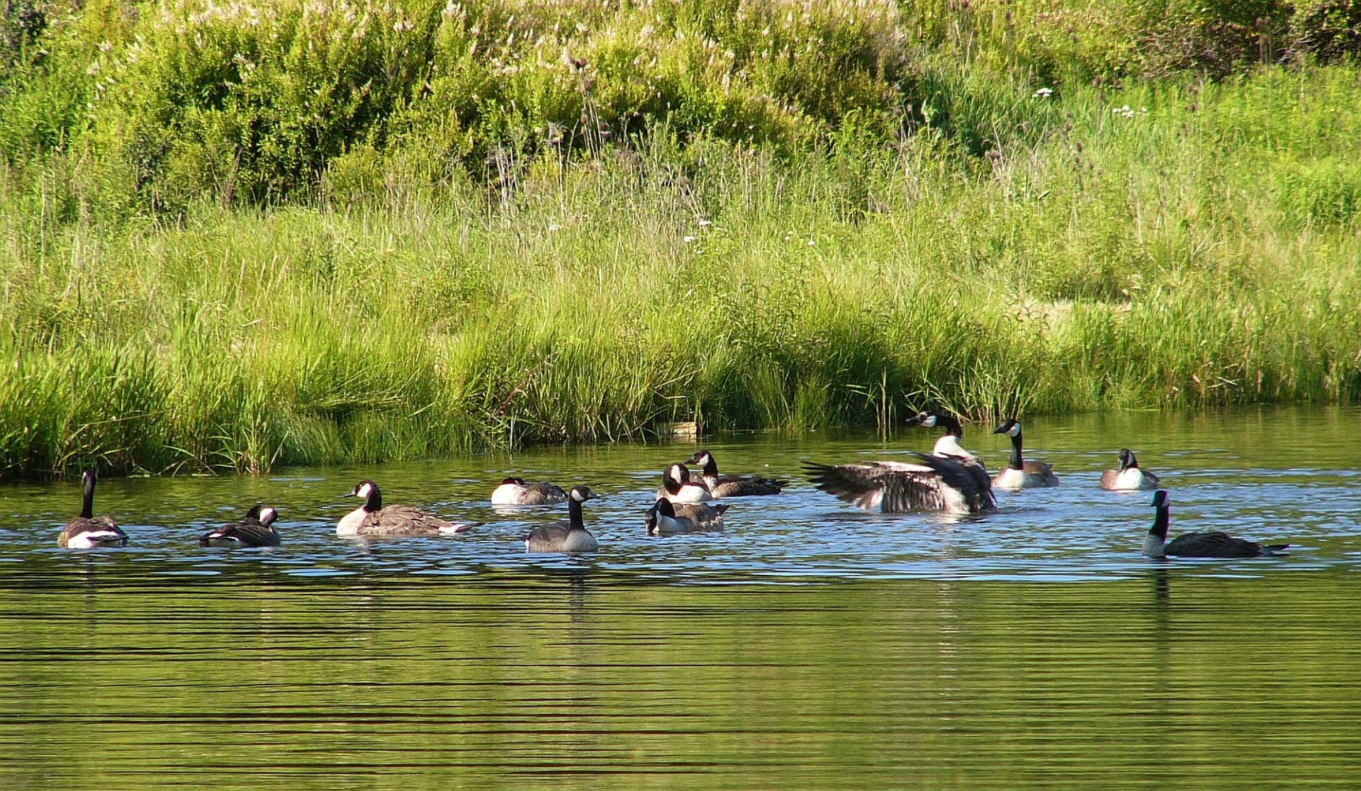  geese in our lake