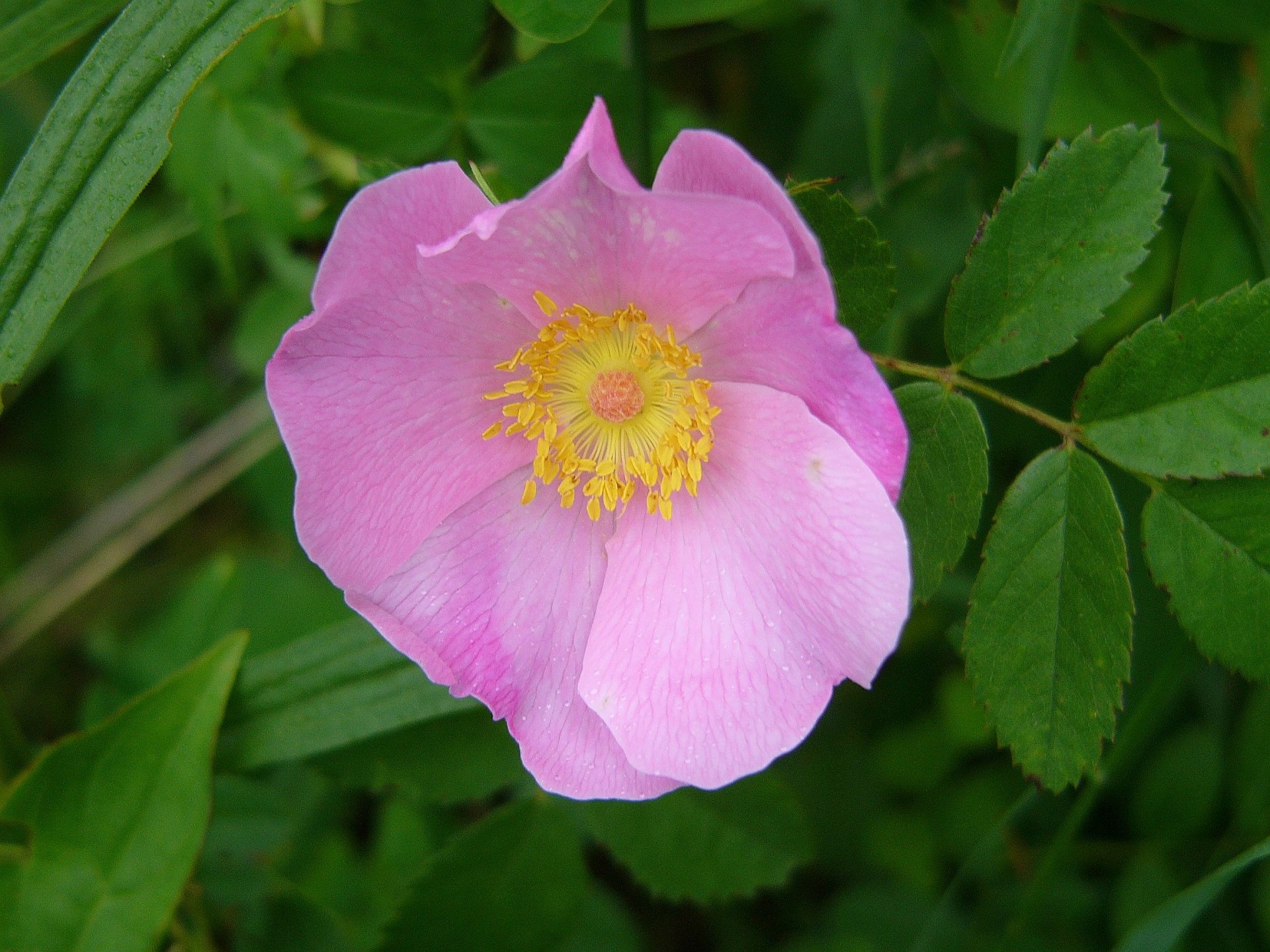 A single pink rose with a yellow center blooms amid green leaves in a natural outdoor setting.