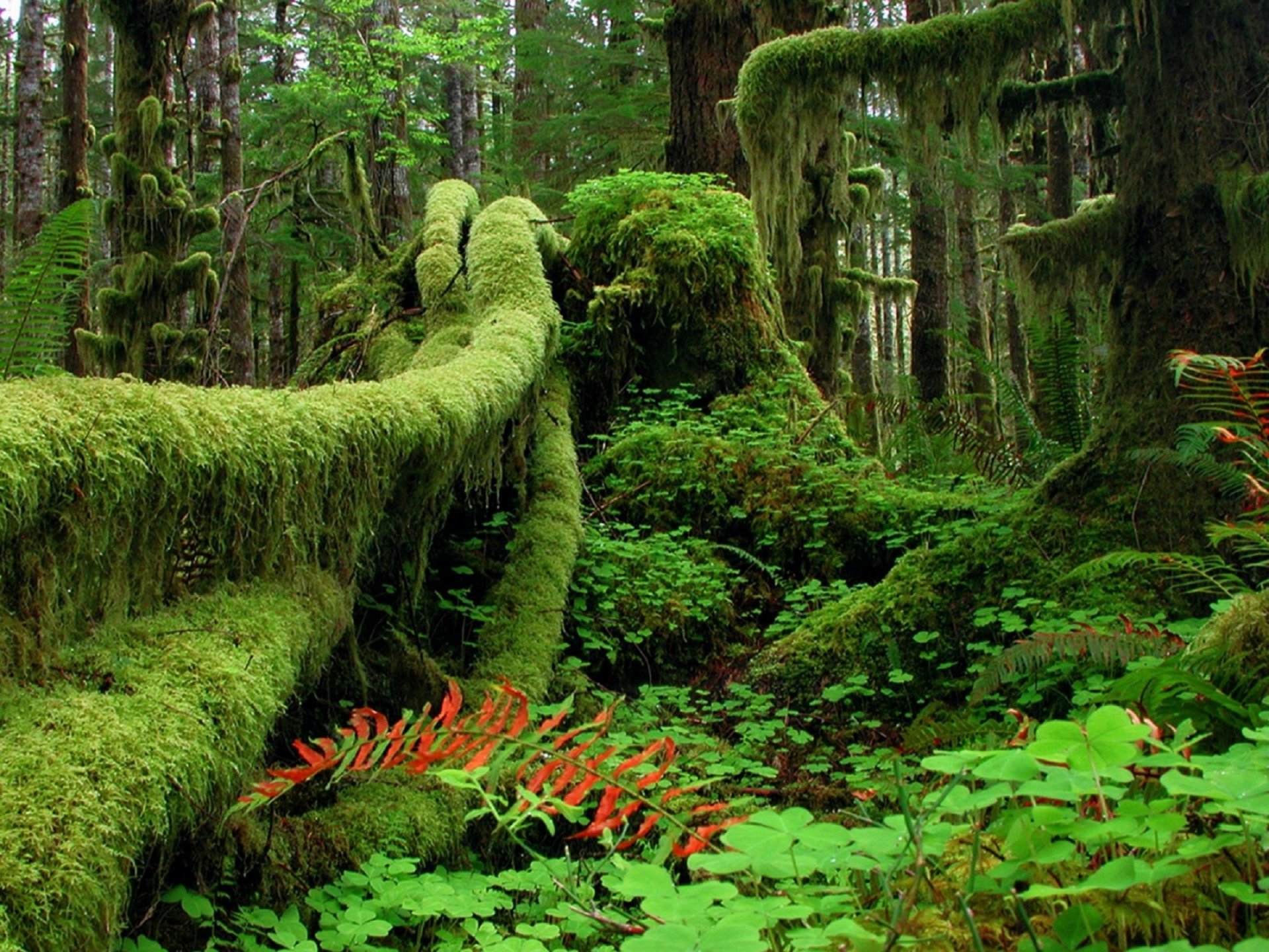 nature jungle Image