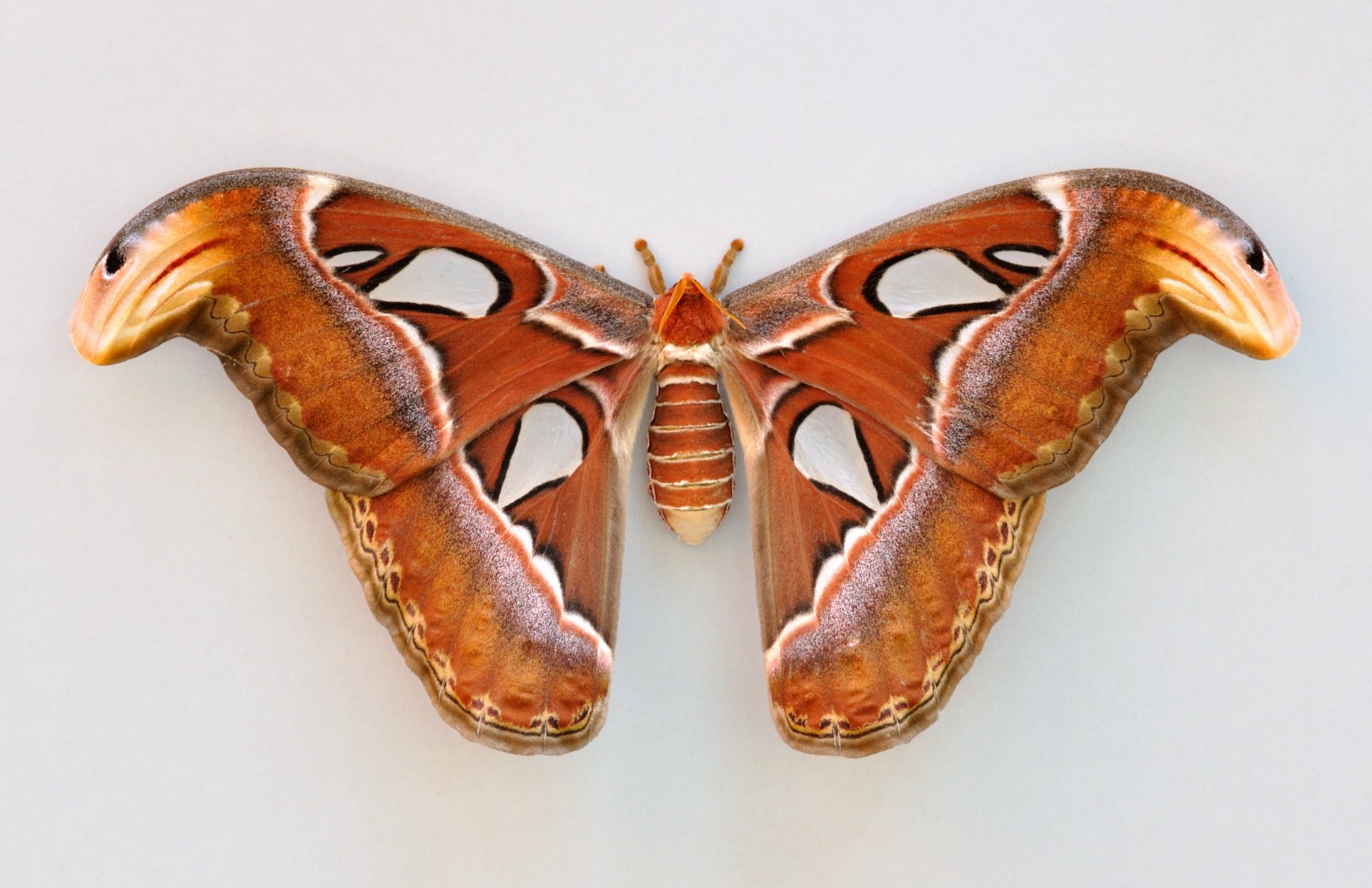 Animal moth Image