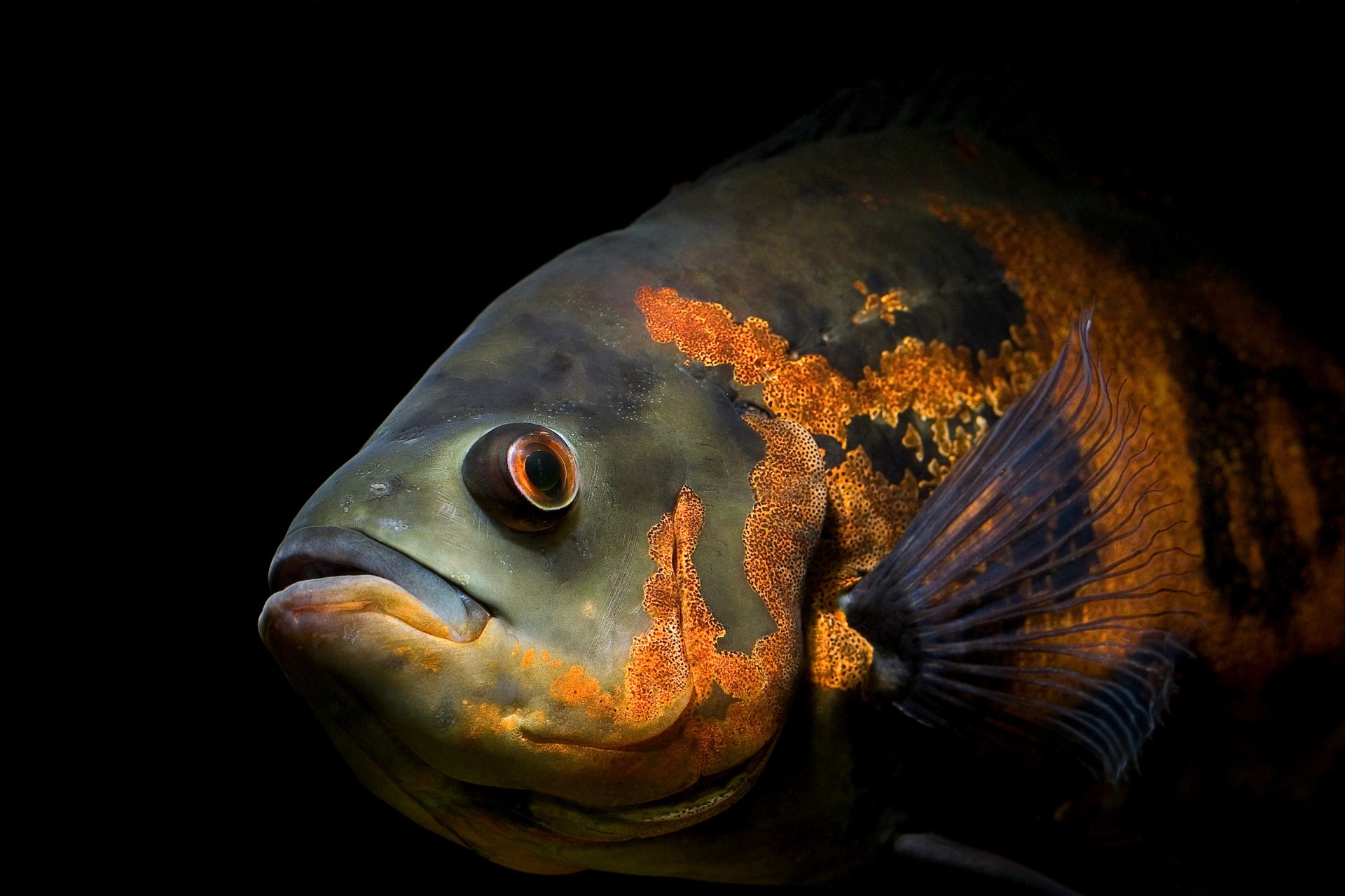 Close-up of an animal: a large fish with orange and dark green mottled scales and a visible pectoral fin against a black background.