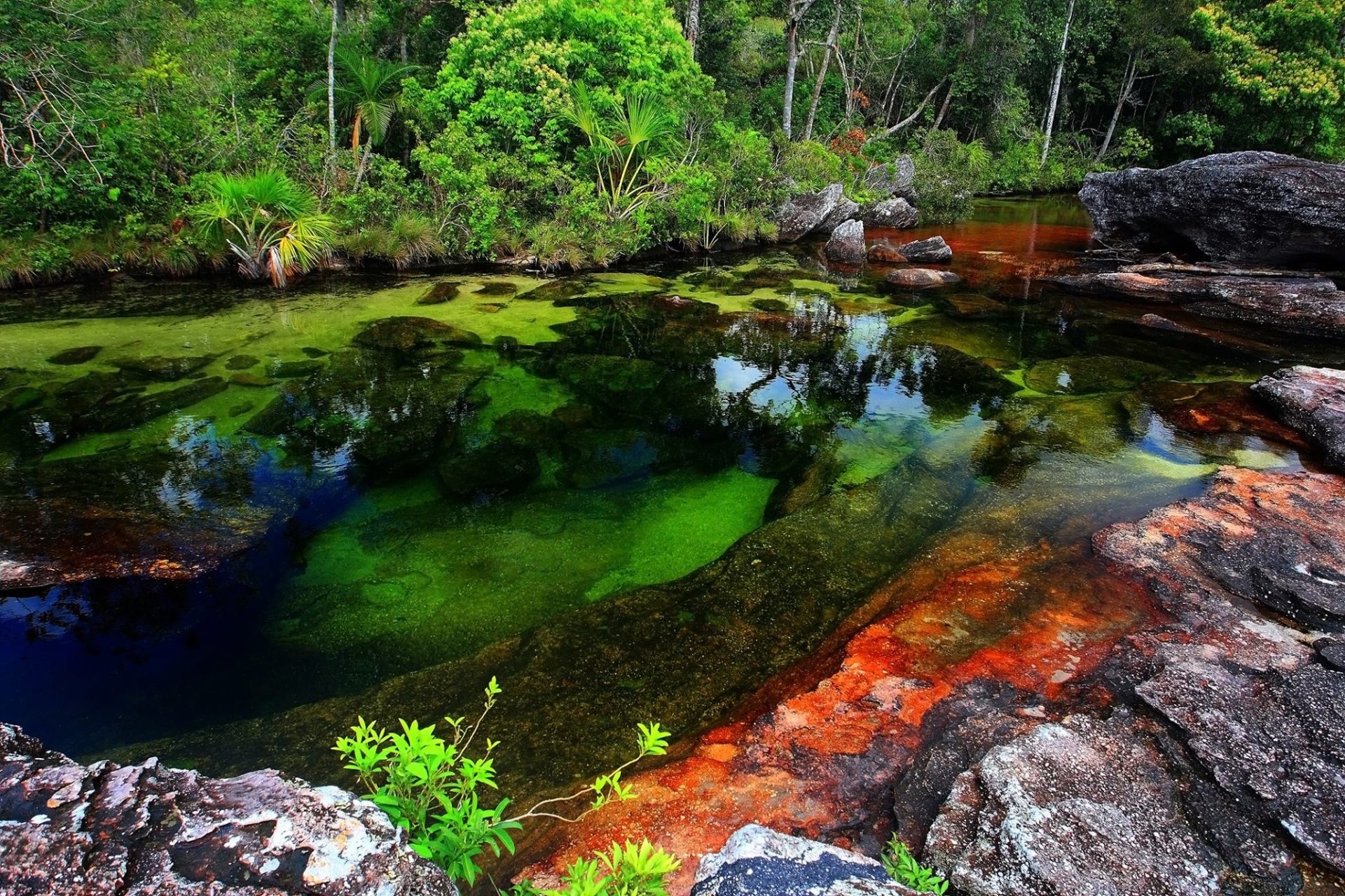 Download Nature Caño Cristales Image