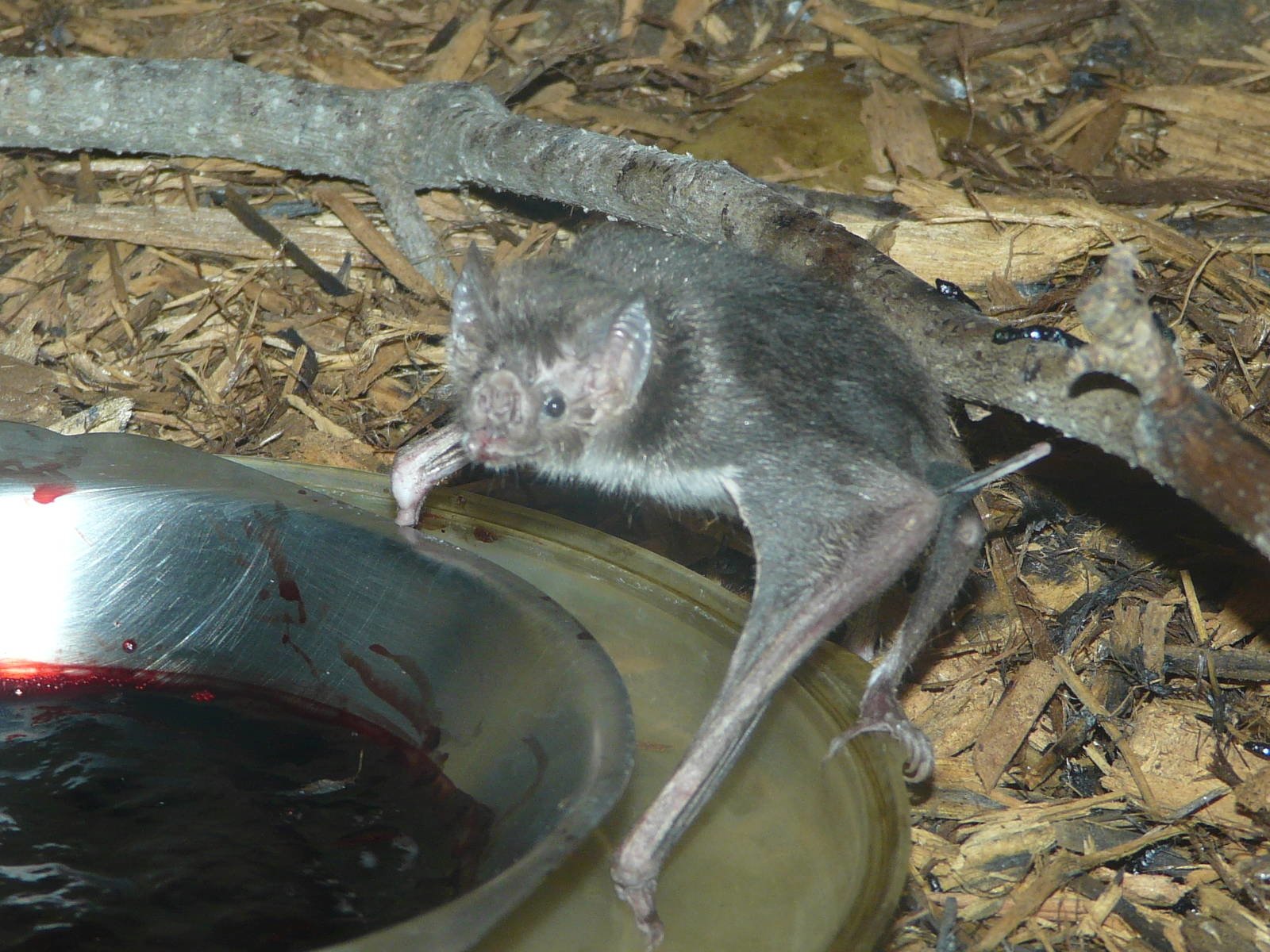  Vampire Bat