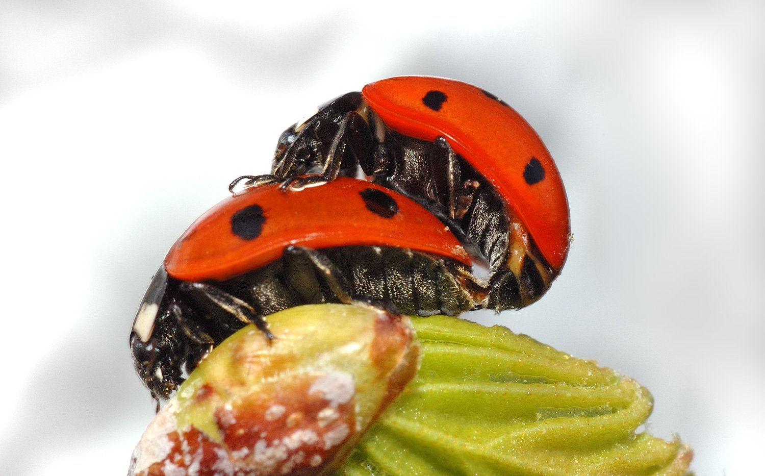 Animal ladybug Image