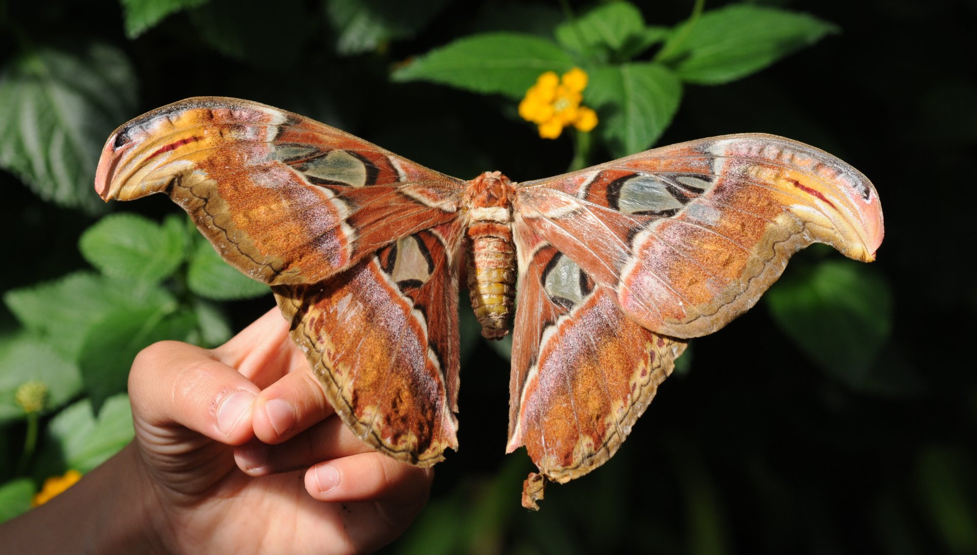  Atlas moth by Thomas Bresson