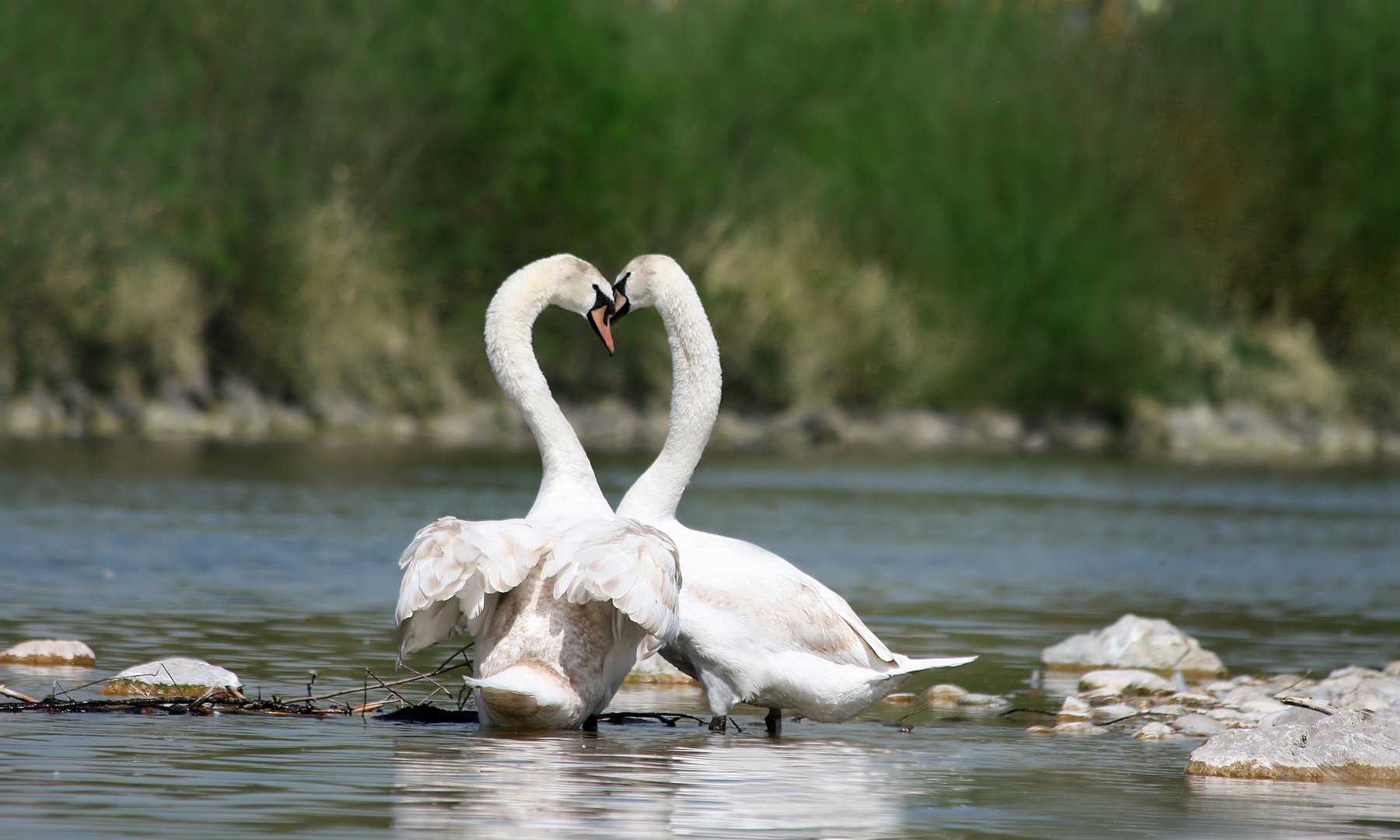 Animal mute swan Image