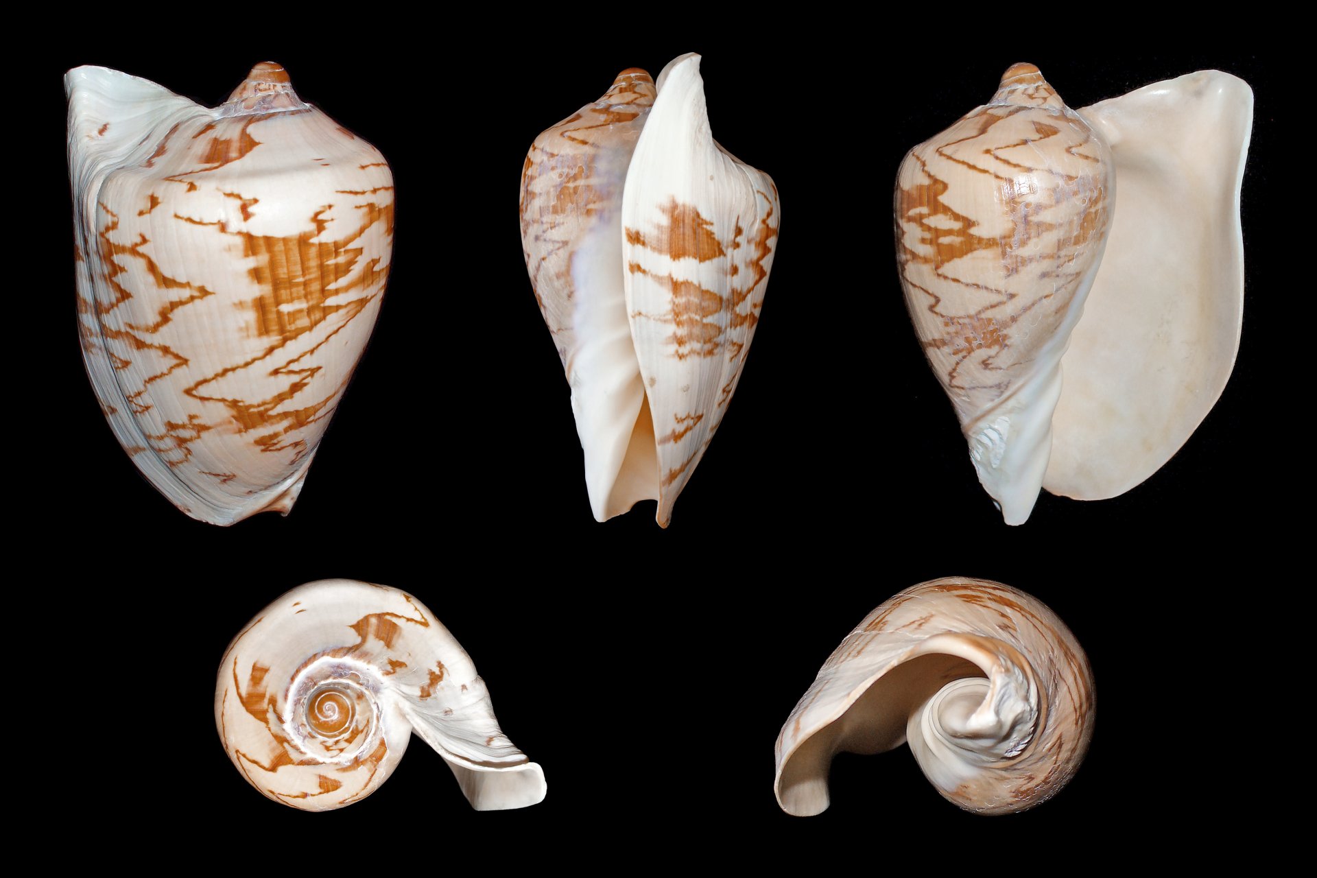 nature shell Image