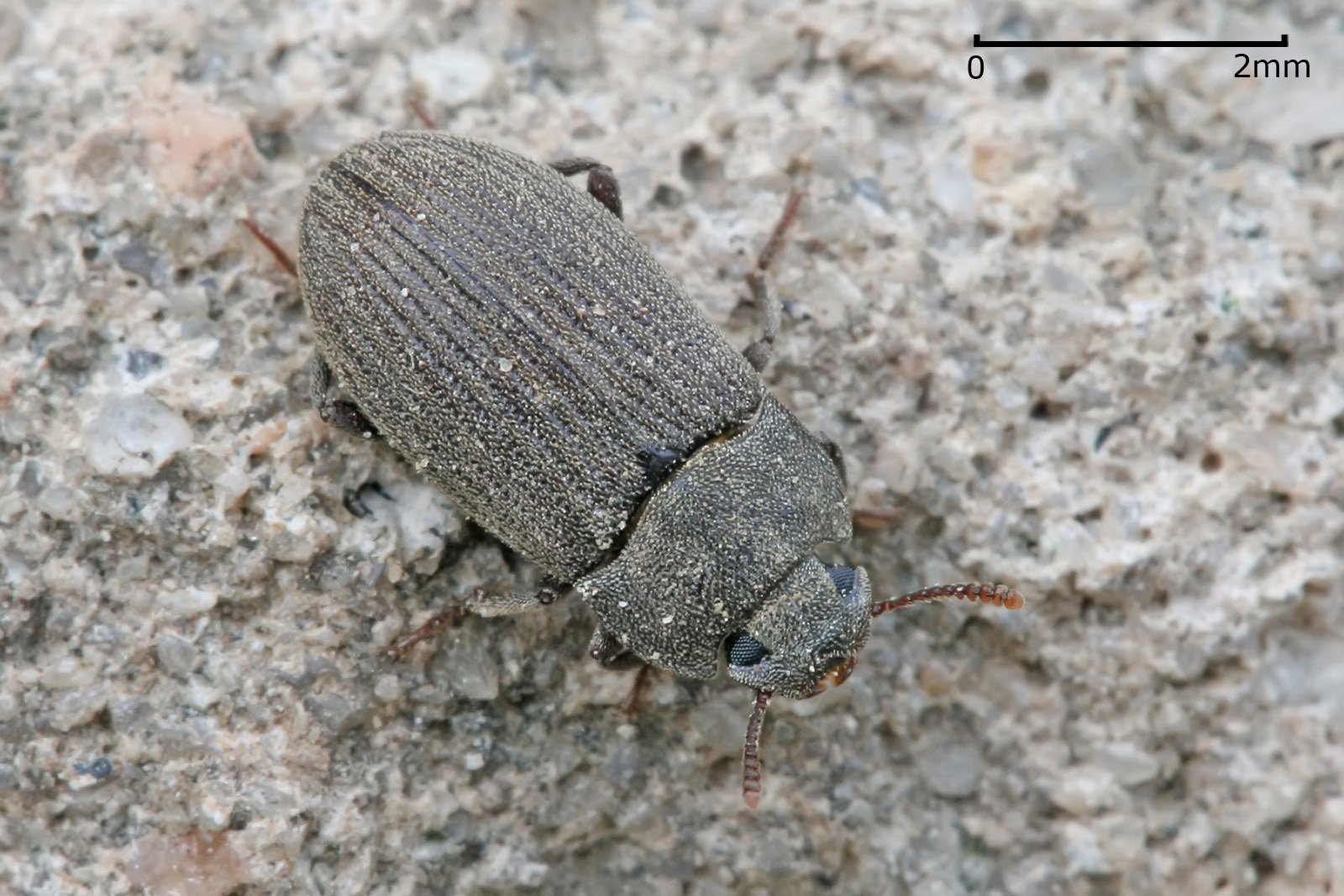  Darkling beetle by Muhammad Mahdi Karim