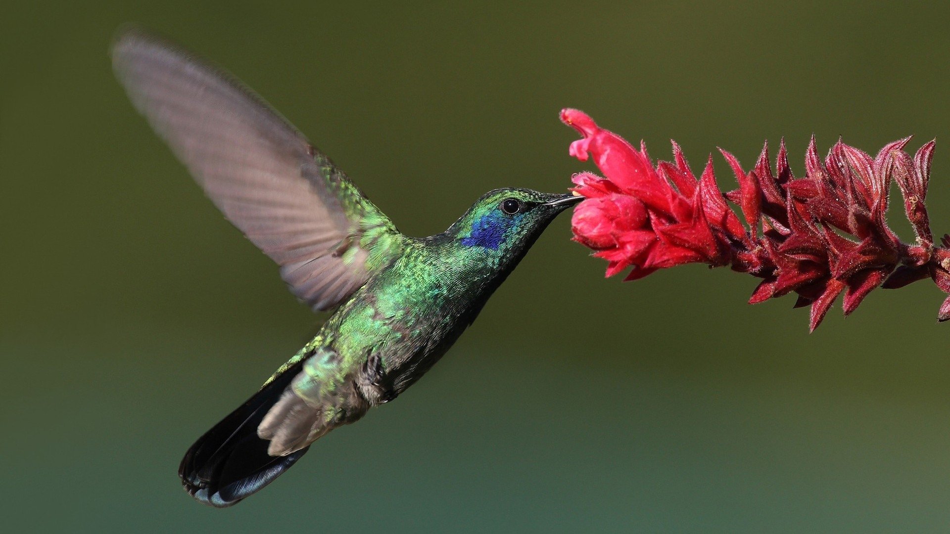 A vibrant hummingbird feeds from a red flower with its wings in motion against a blurred green background.