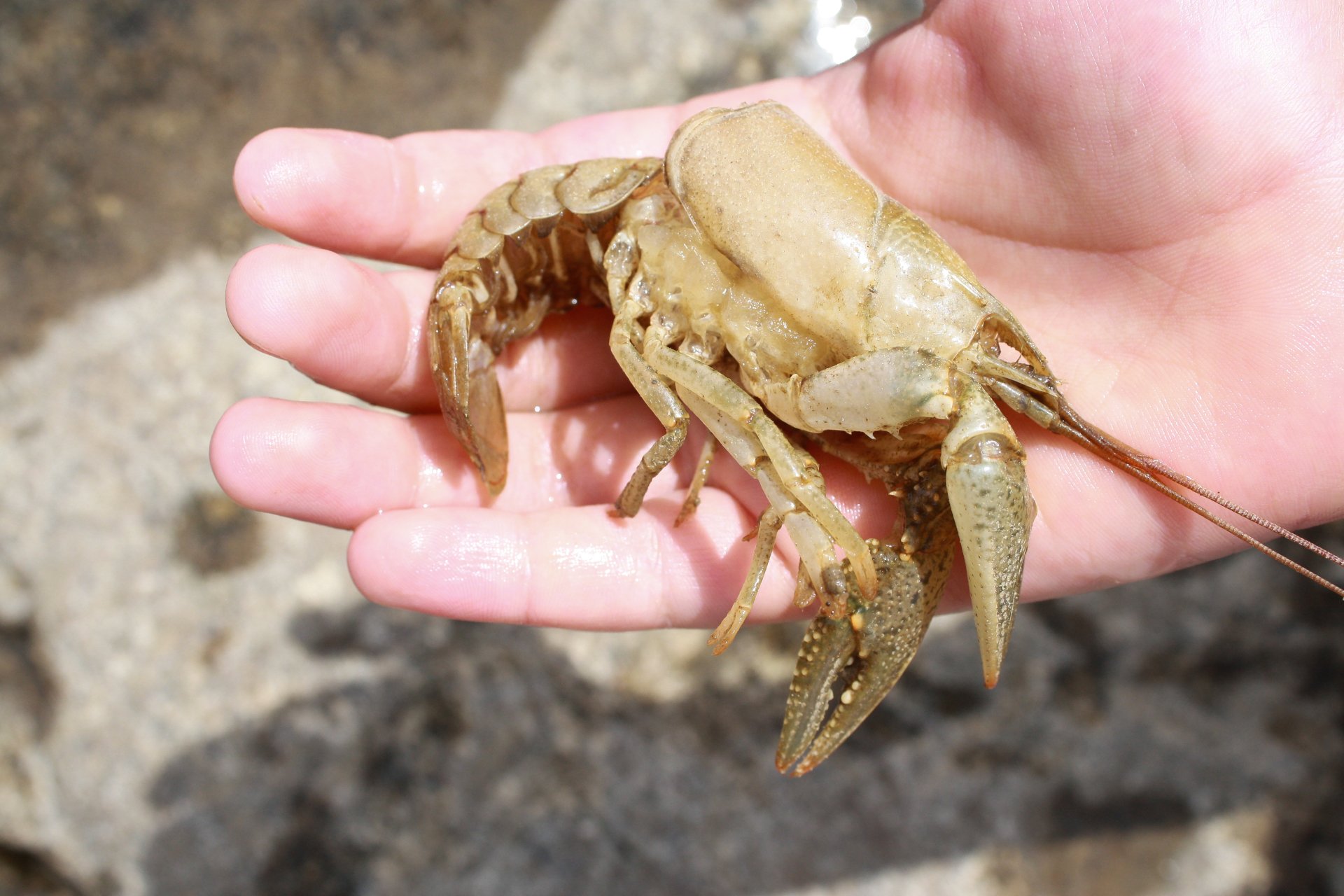 Animal crayfish Image