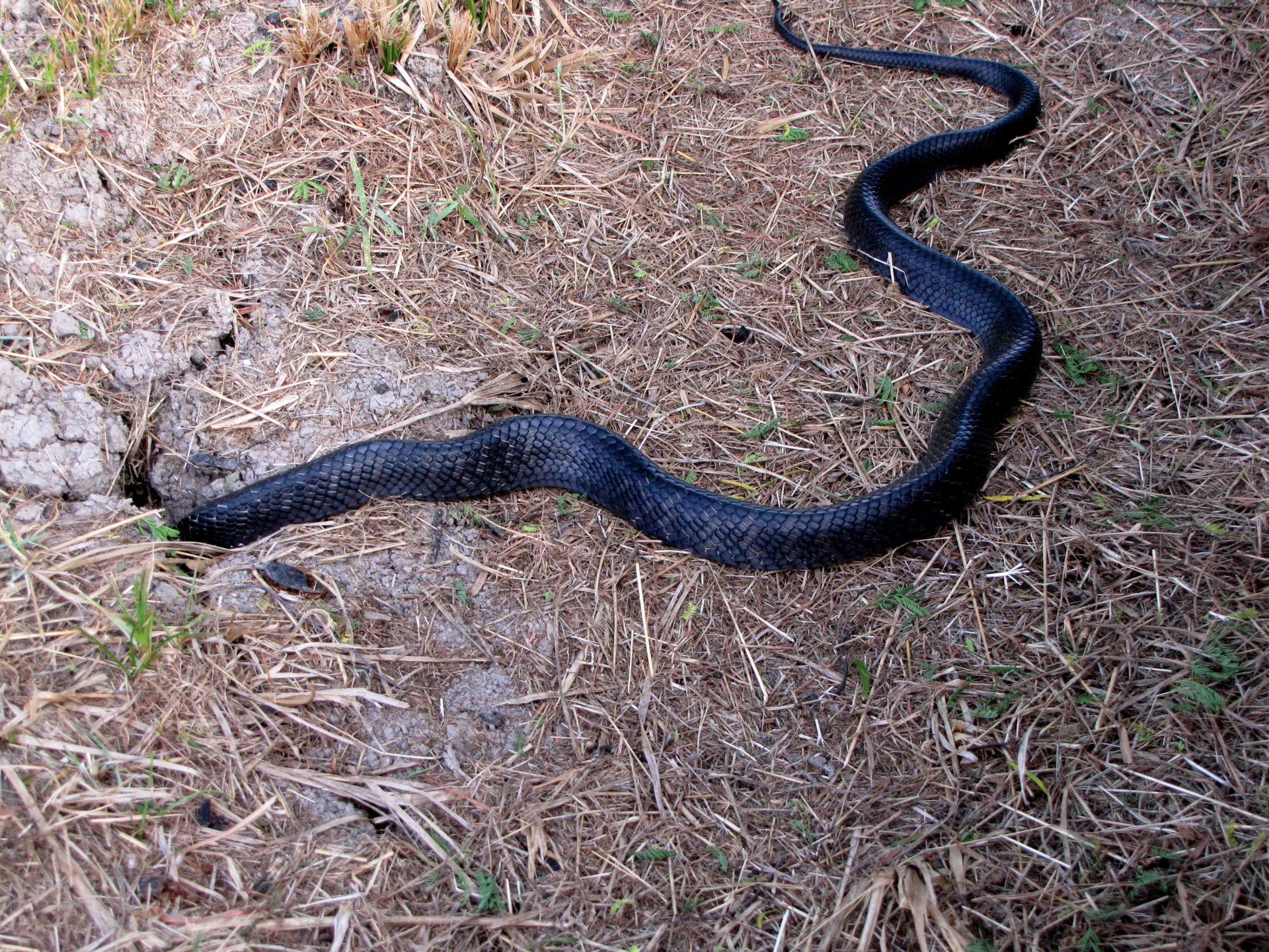 Indigo Snake Image - Id: 291599 - Image Abyss