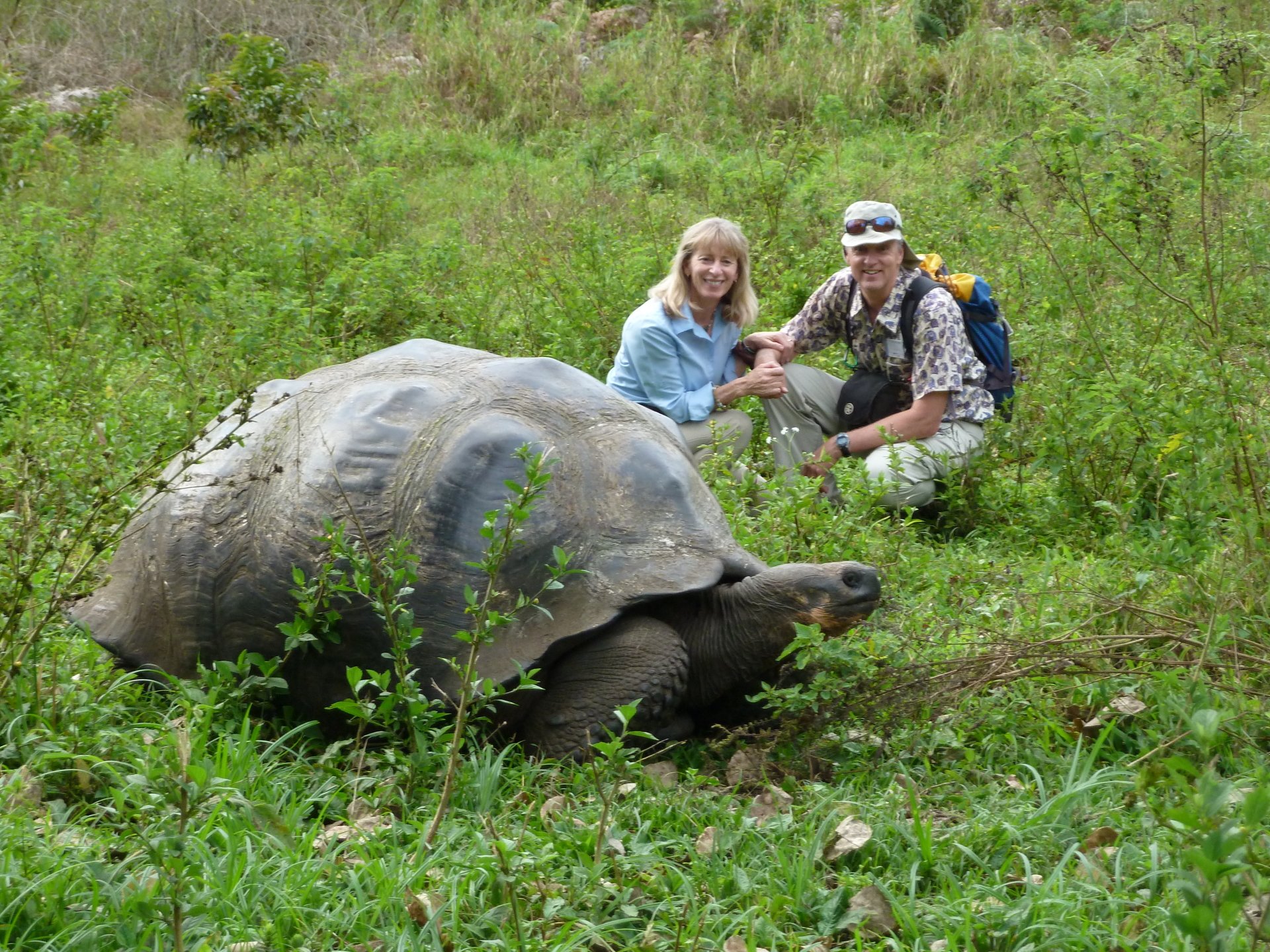 Animal tortoise Image