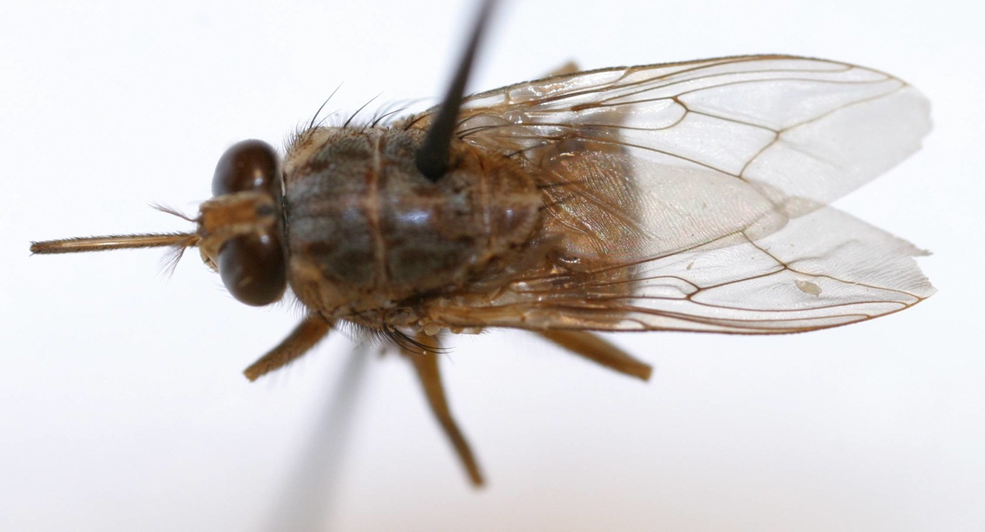 tsetse fly Image - ID: 291605 - Image Abyss