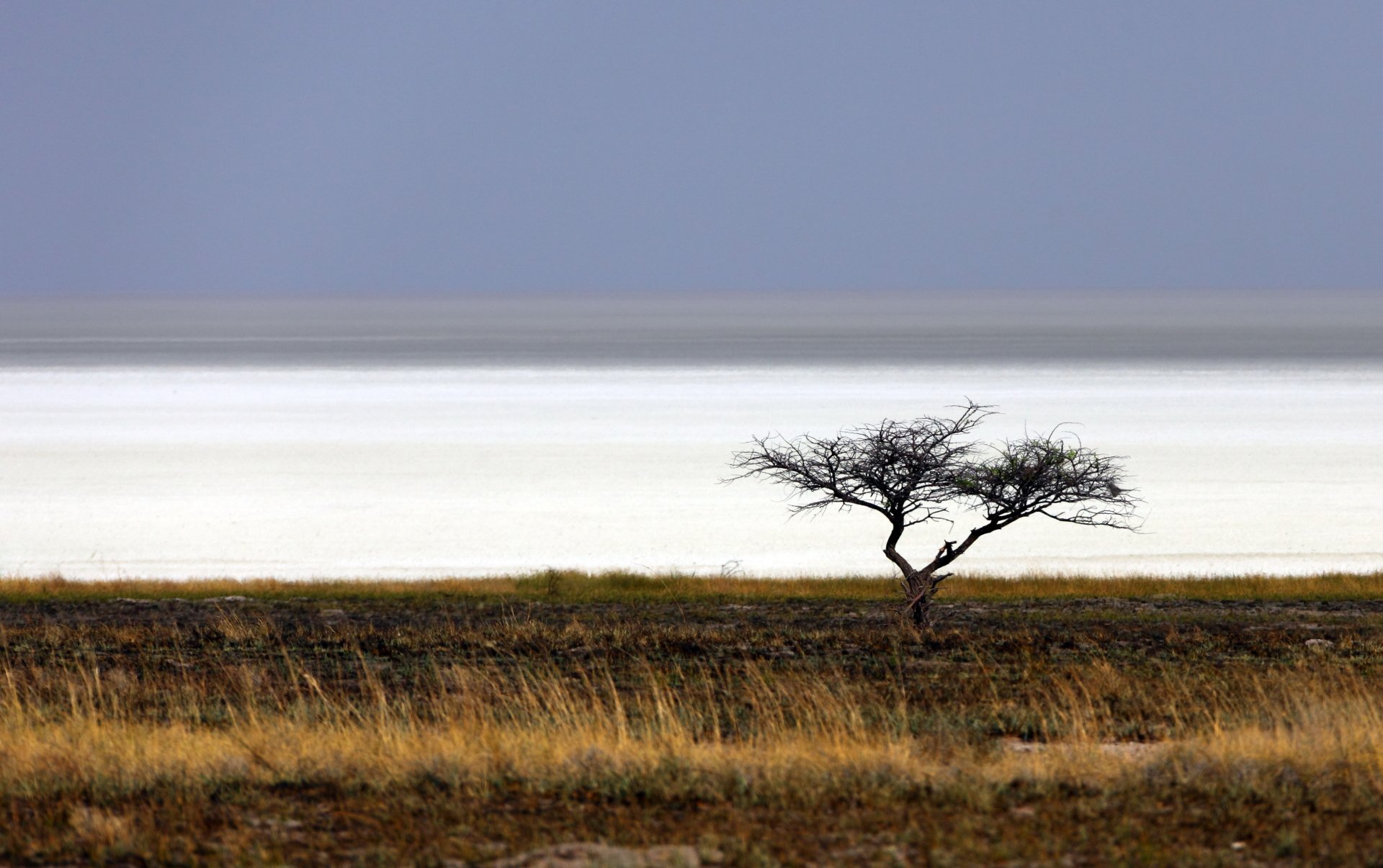 nature savanna Image