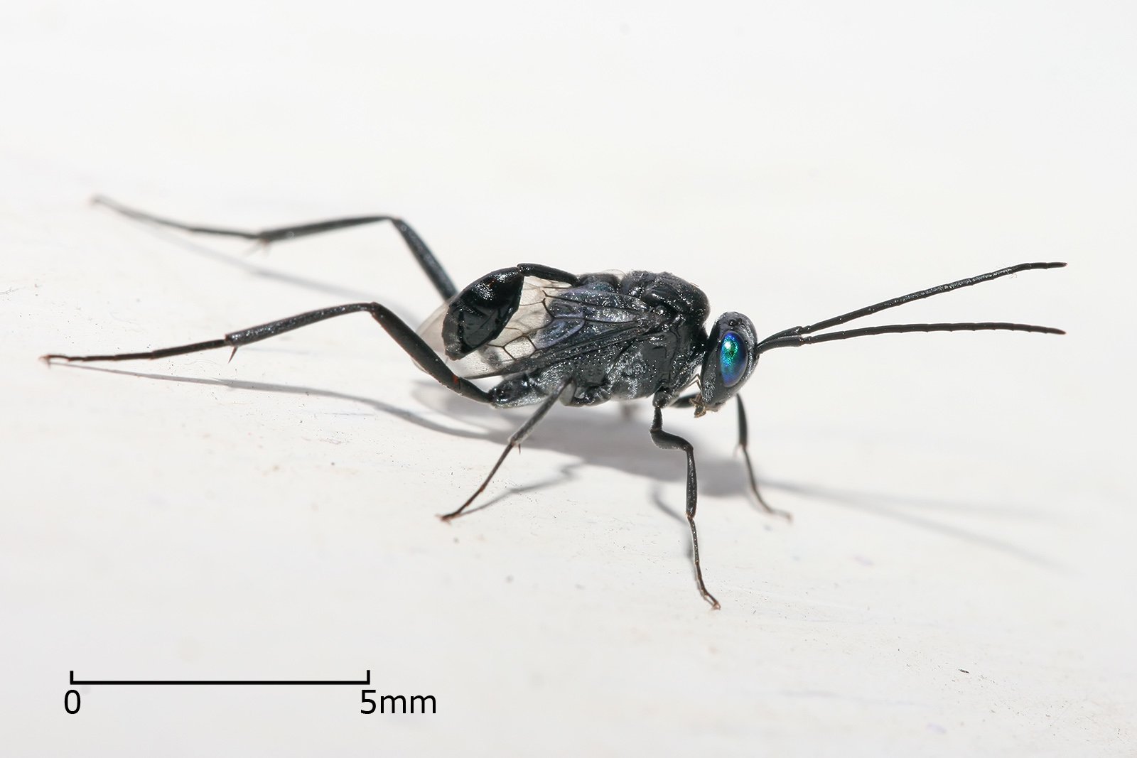Animal wasp Image