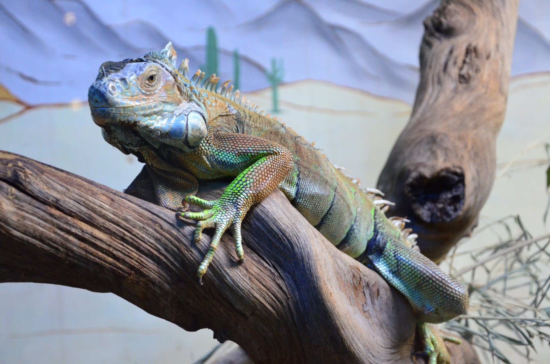 A vibrant iguana perches on a twisted branch, showcasing its colorful scales against a softly painted backdrop of cacti and mountains.