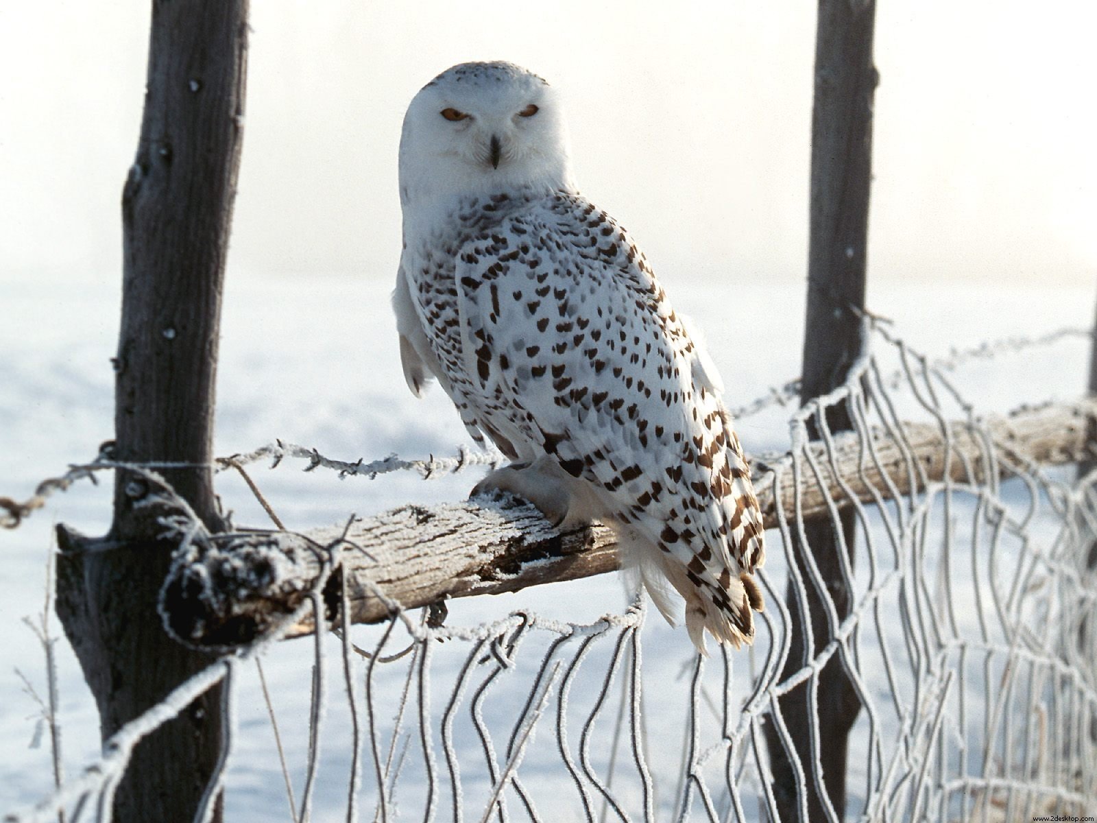 Snowy owl bird and Arctic animal perched on a snow-dusted fence post, white plumage with dark spots against a pale wintry backdrop.