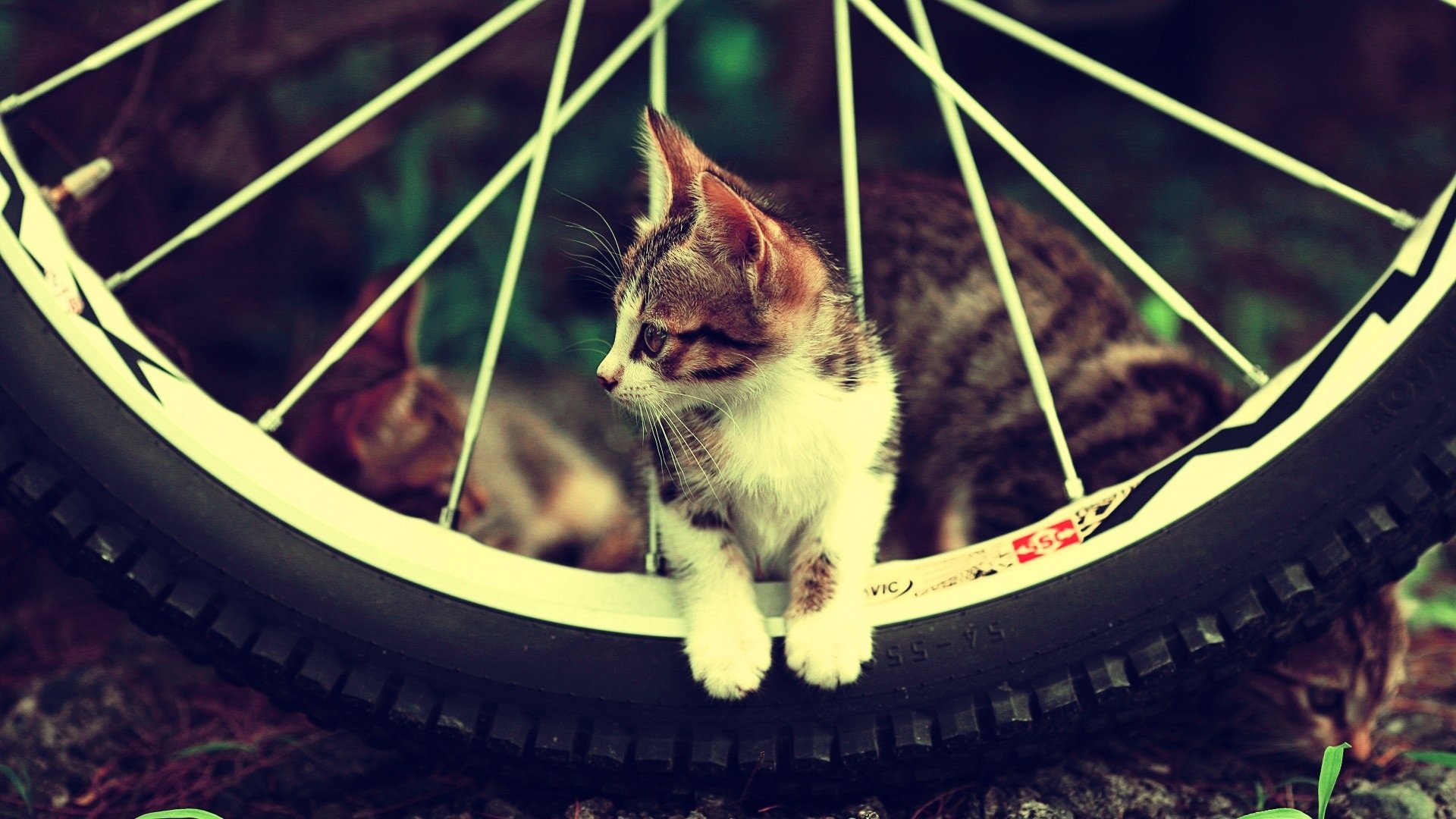 cute Animal cat cute cat Image