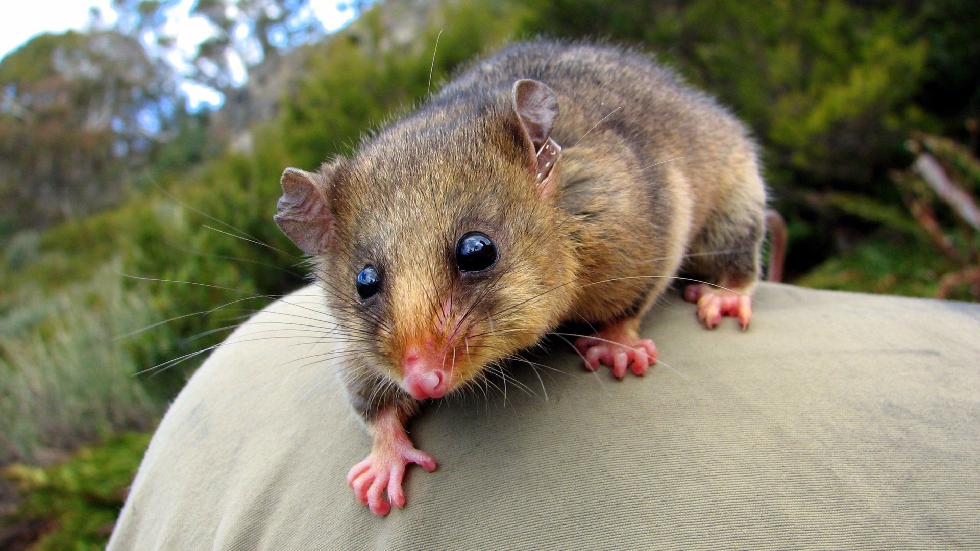 Download Animal Possum Image
