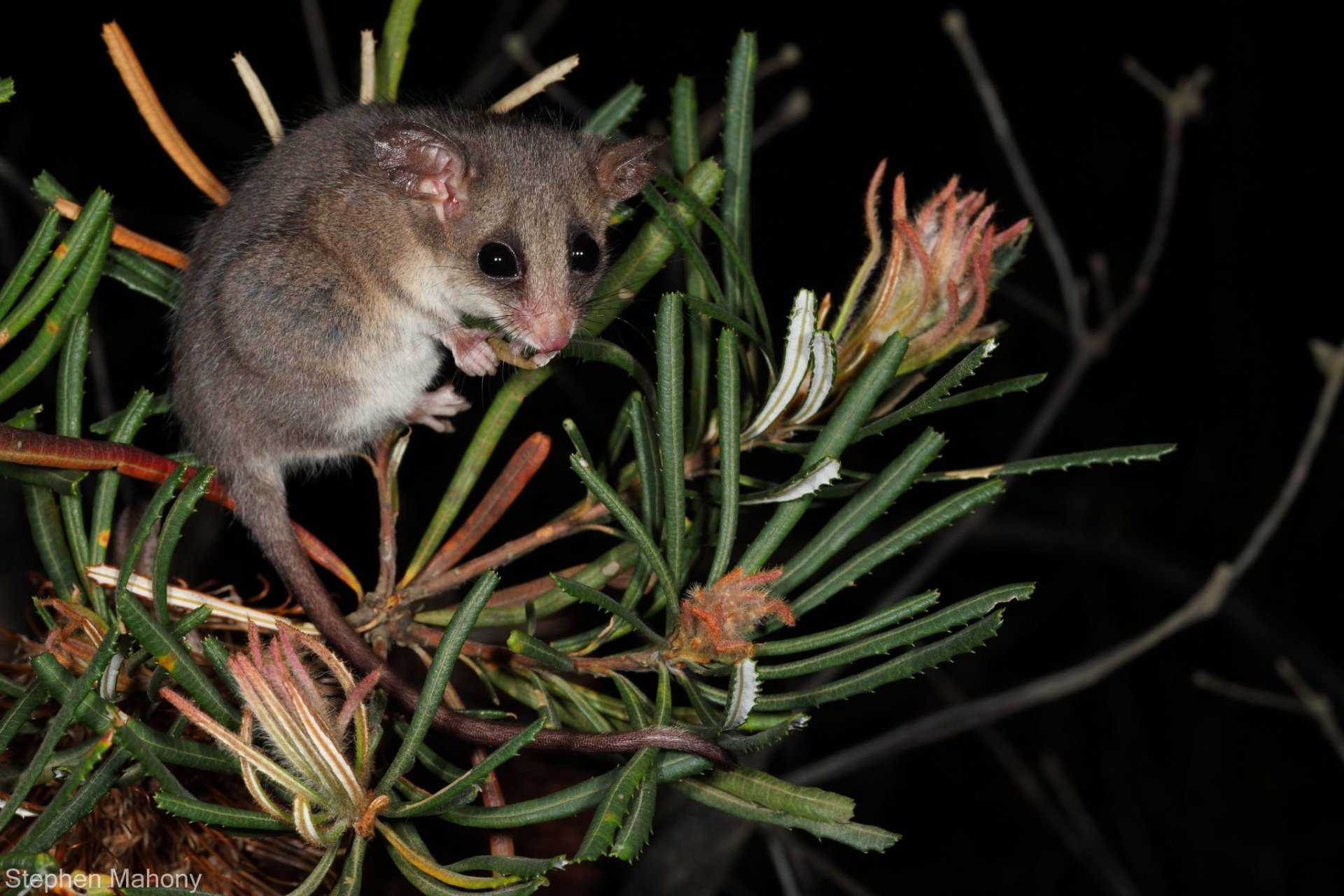  Brushtail possum by Stephen Mahony