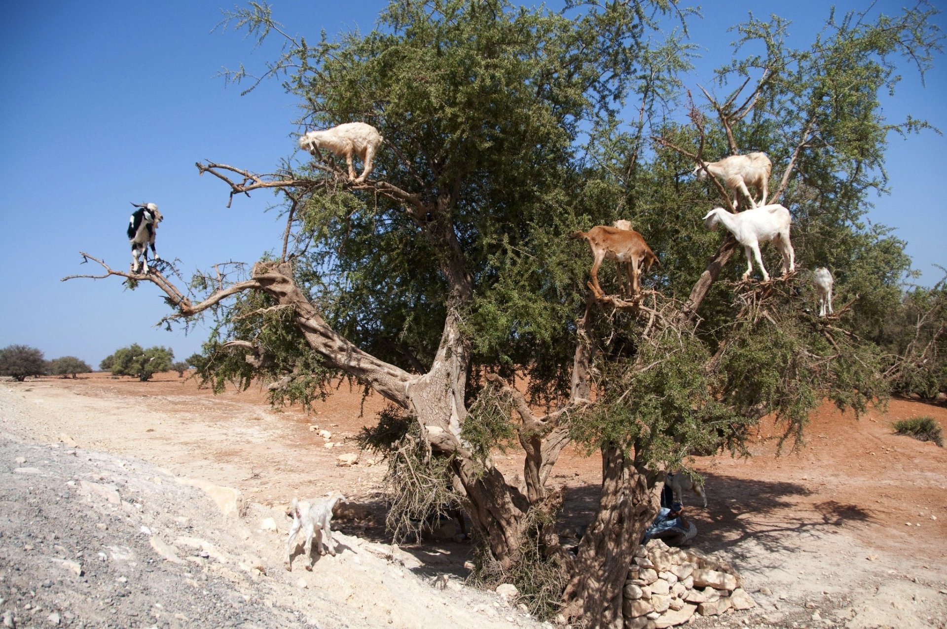  Marocco incredible-tree-climbing-goats