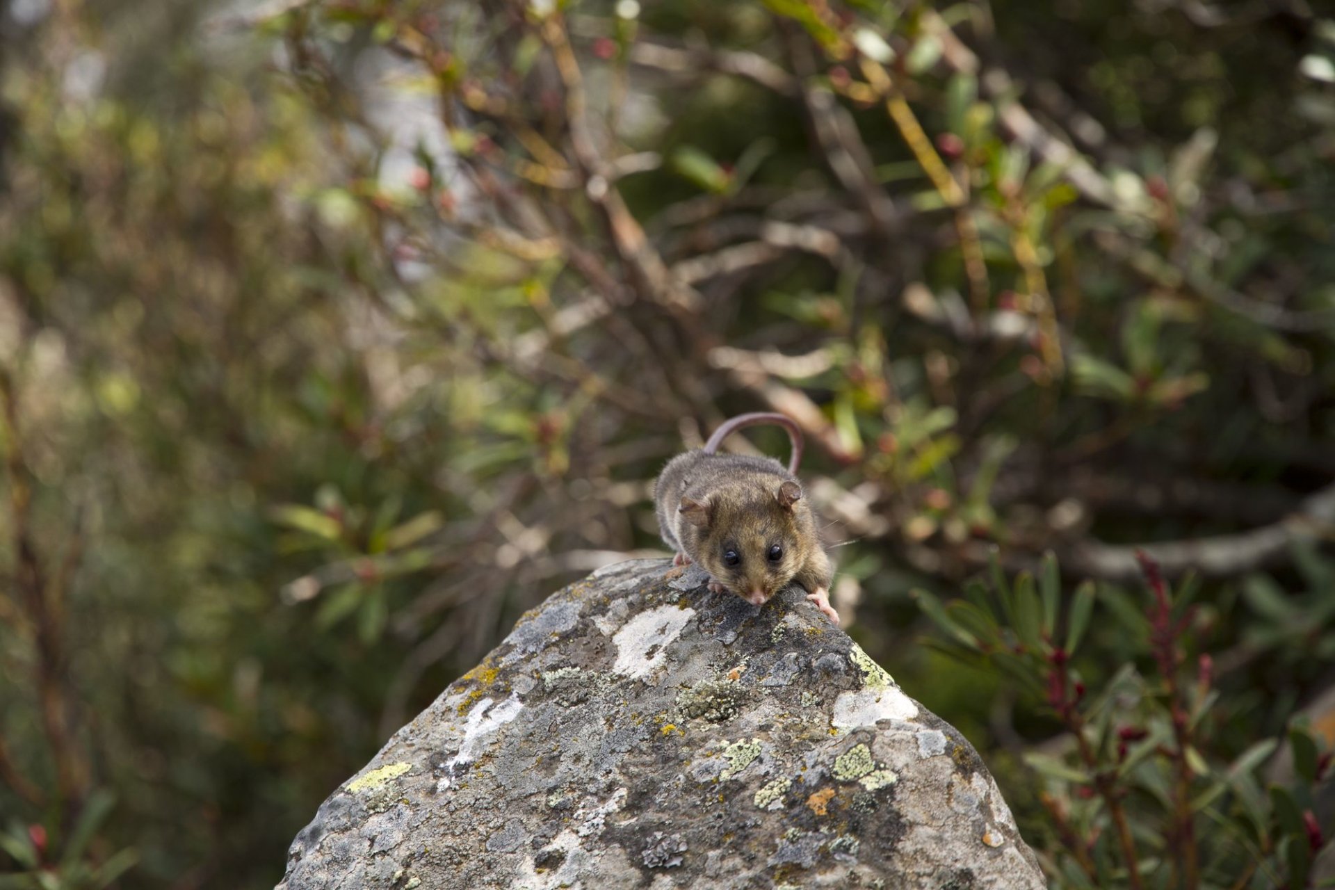 Download Animal Possum Image