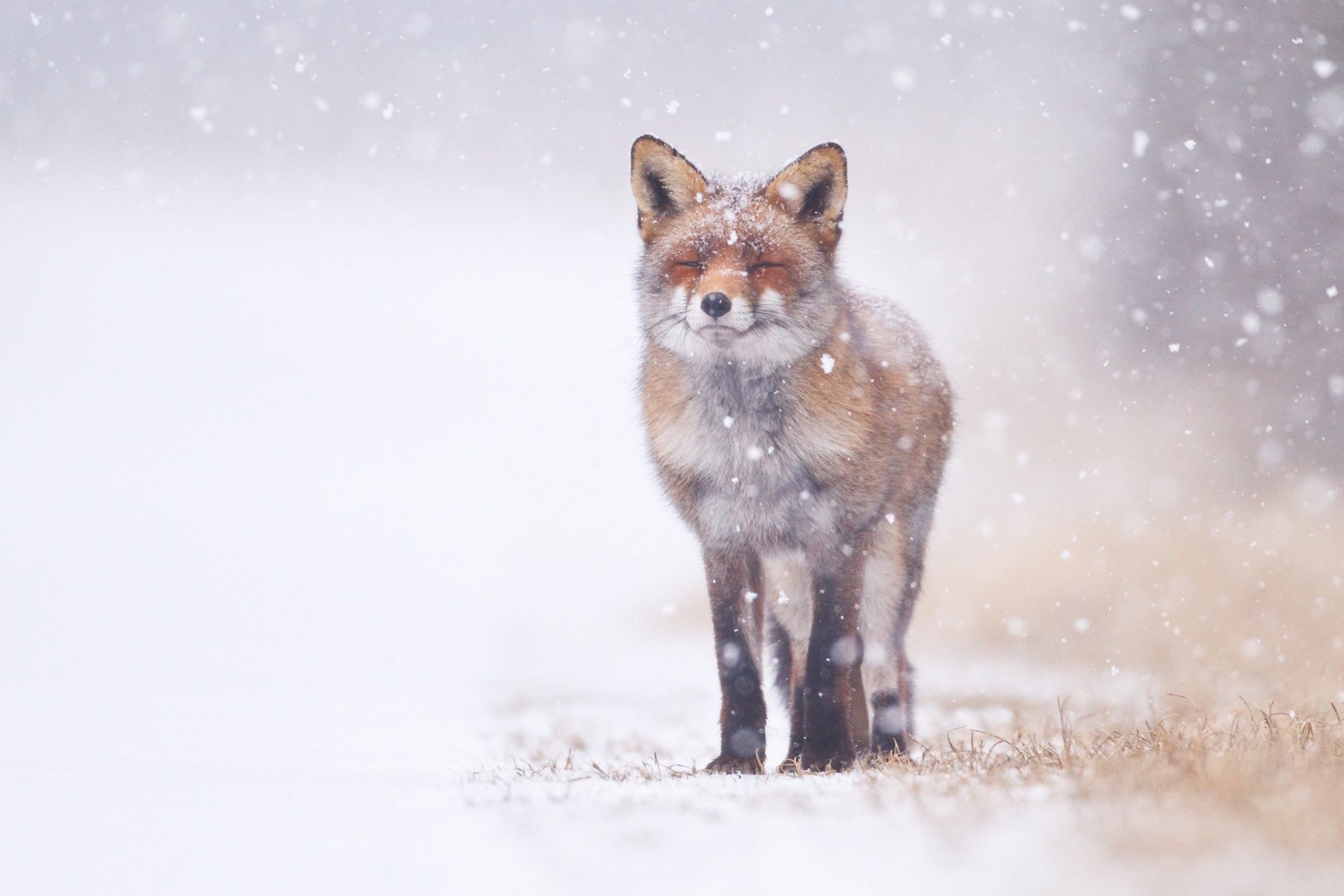 A fox stands calmly in a snowy landscape with snowflakes gently falling around it.