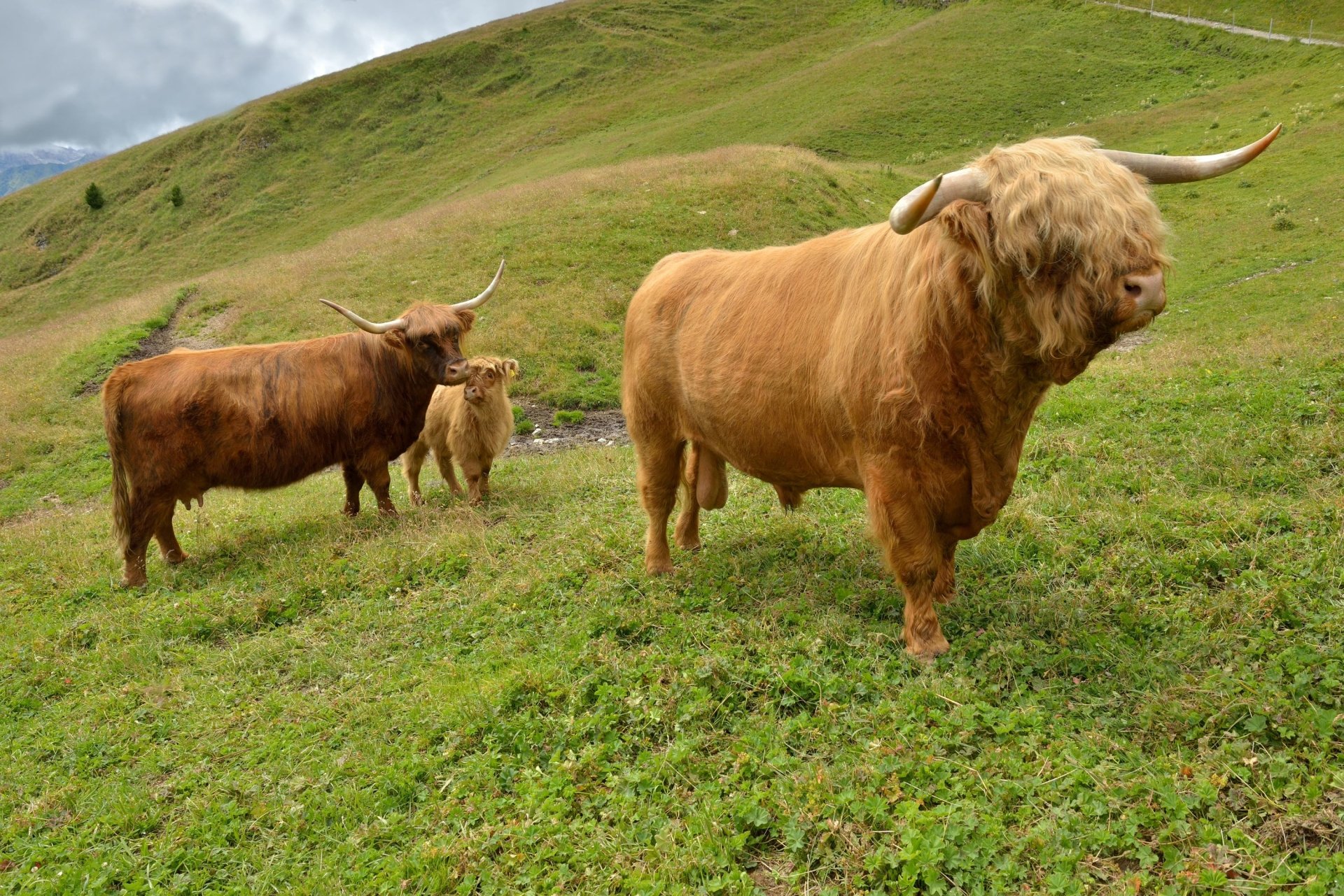  highland cows