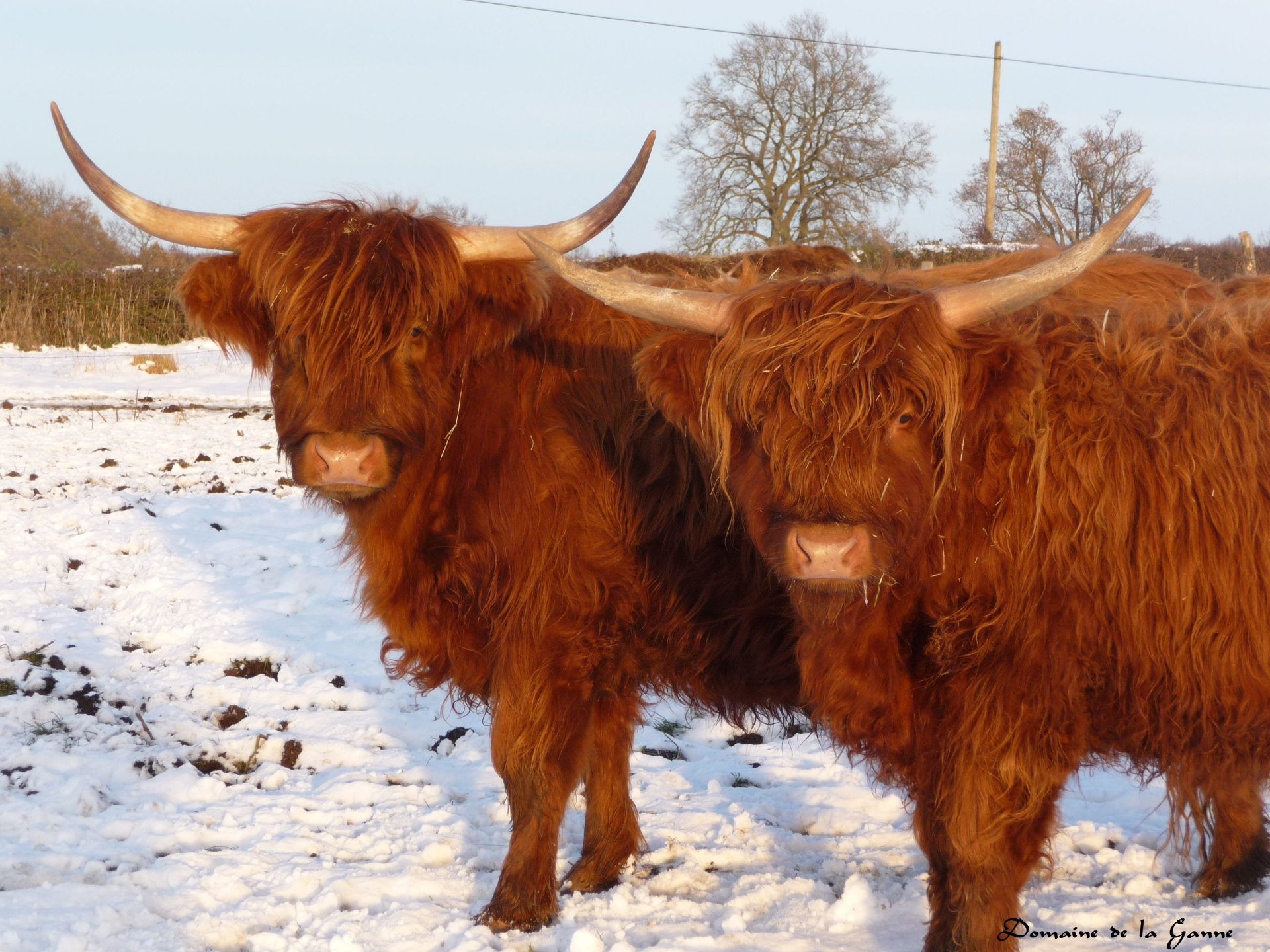 Highland Cattle - Desktop Wallpapers, Phone Wallpaper, PFP, Gifs, and More!