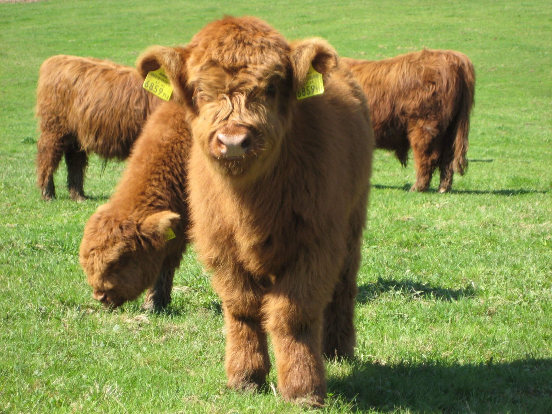 Highland Cattle - Desktop Wallpapers, Phone Wallpaper, PFP, Gifs, and More!