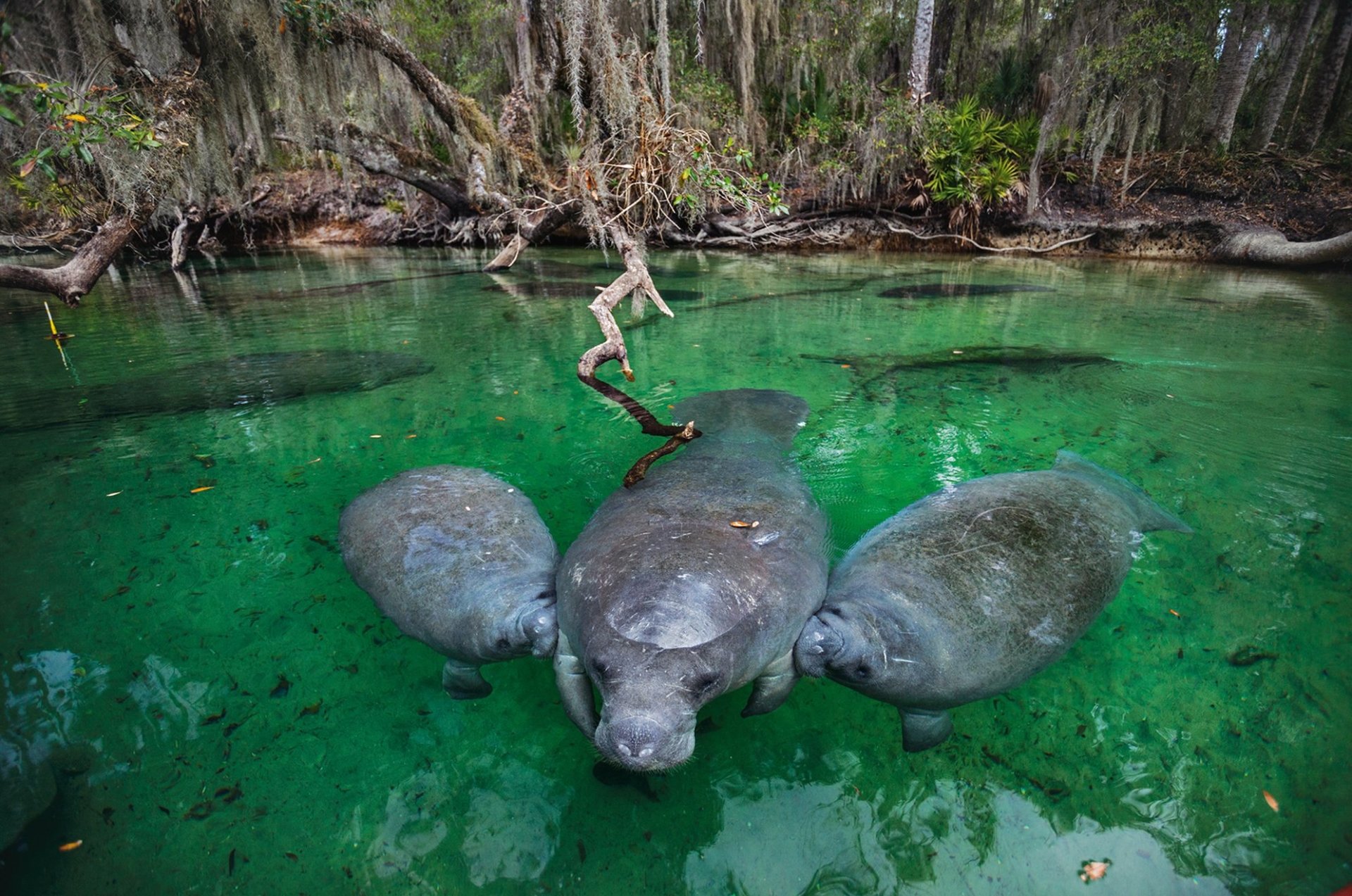  manatee cow feeding calves