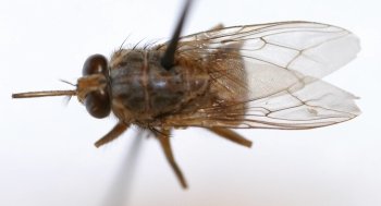 Preview Image 291605