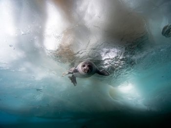 Preview Image 291880