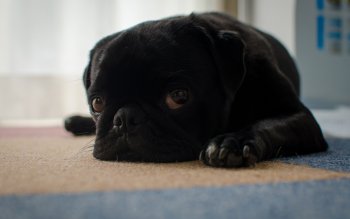 Preview Image 291882