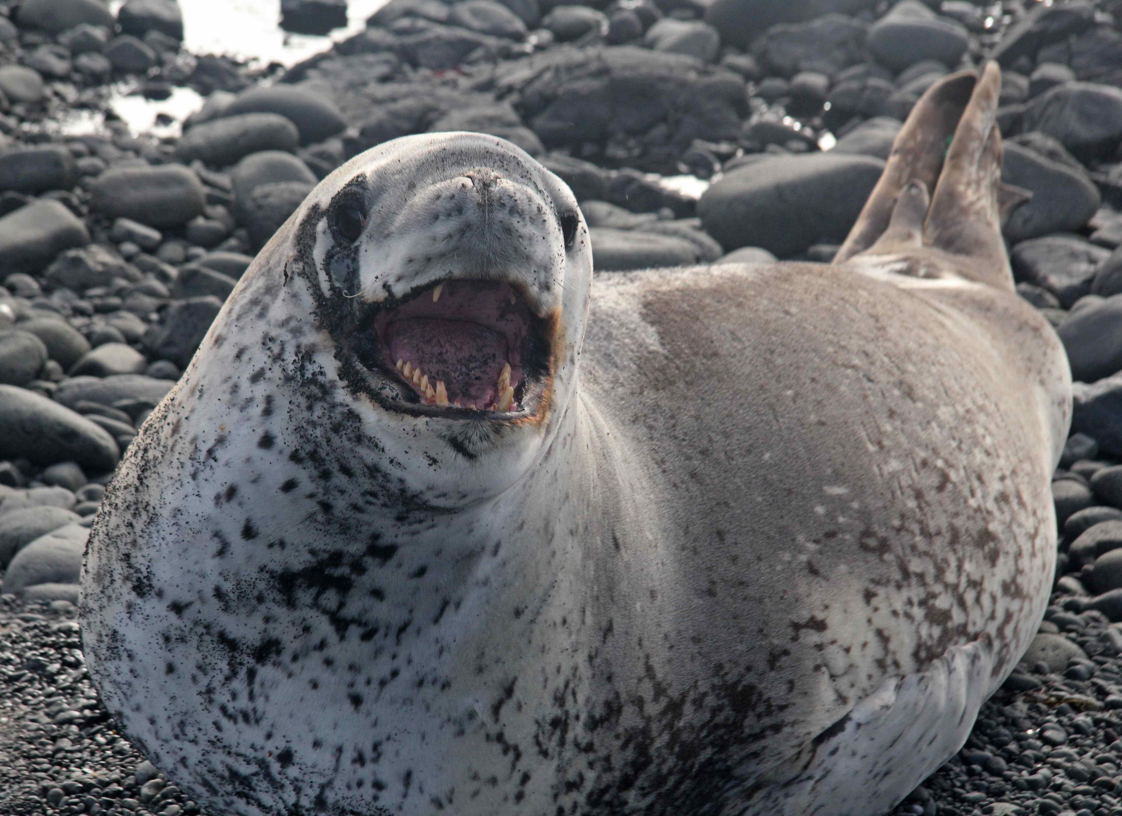 leopard seal showing his teeth Image Abyss