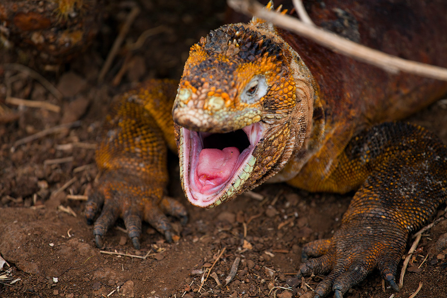 Iguana in the Galapagos