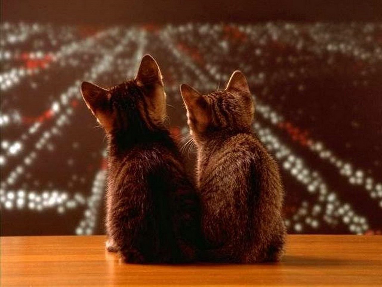 Котята смотрят друг на друга
