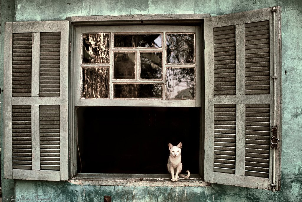 There is a cat in the window. Кошки на окошке. Кошка на окне. Животные на окна. Котик в окне картинки.