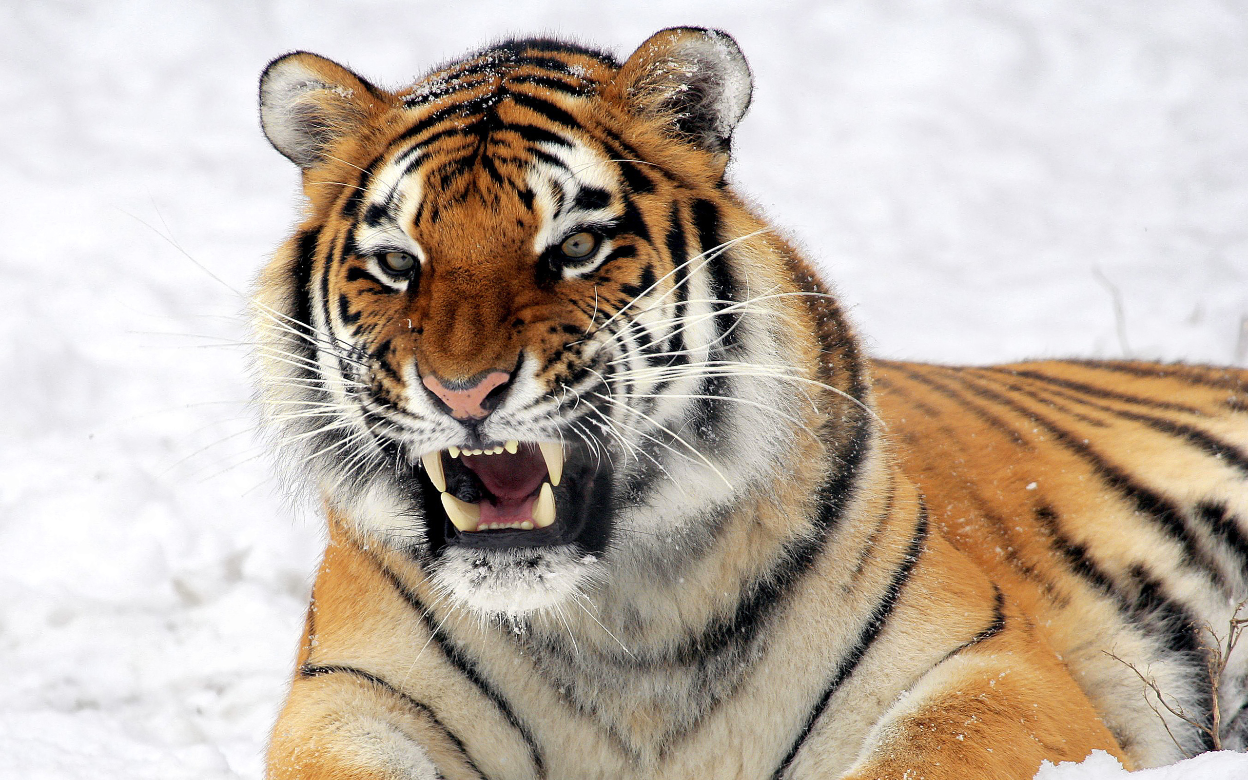Majestic Tiger Roaring Fiercely in Winter Snow, image size:2560x1600