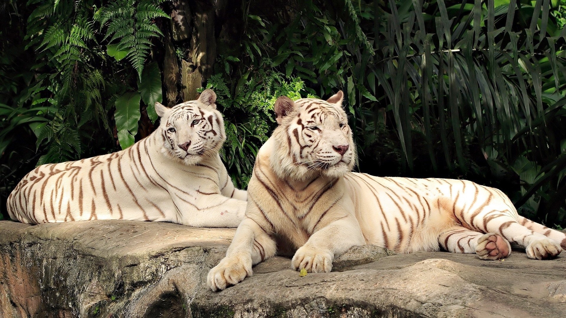 two white tigers