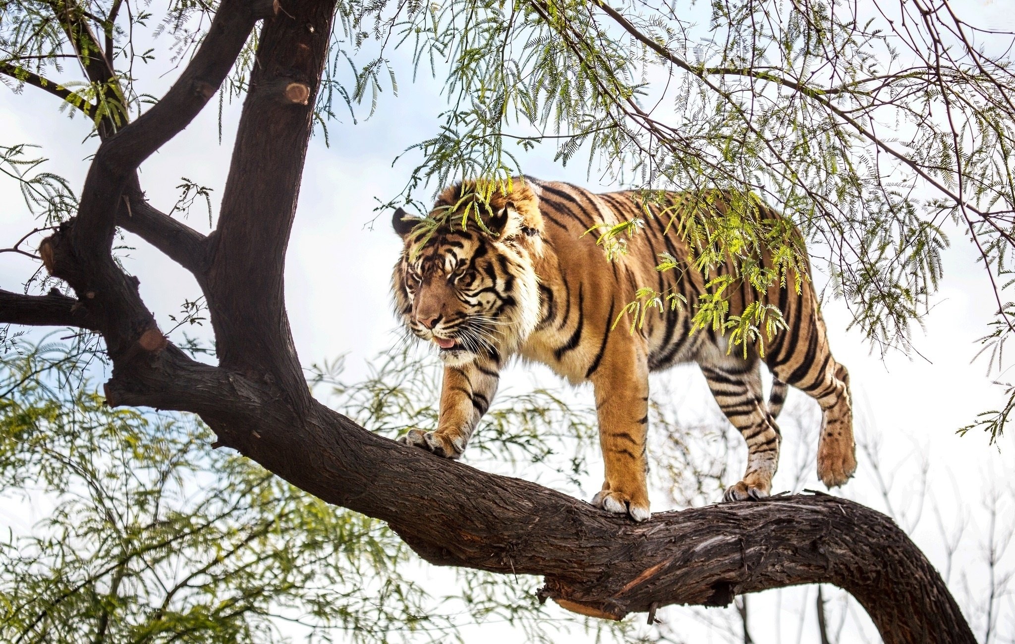 bengal tiger climbing a tree