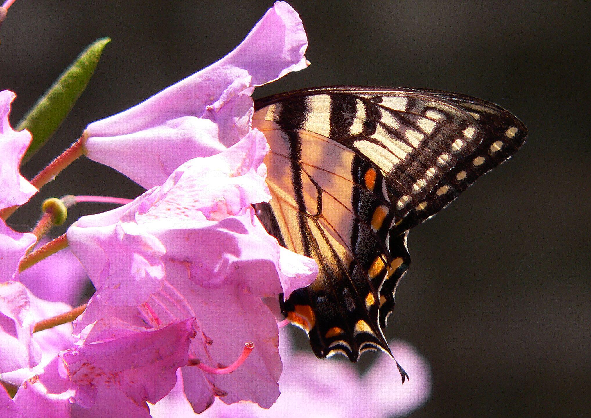 swallowtail butterfly on a rhododendron by durkeema Image Abyss