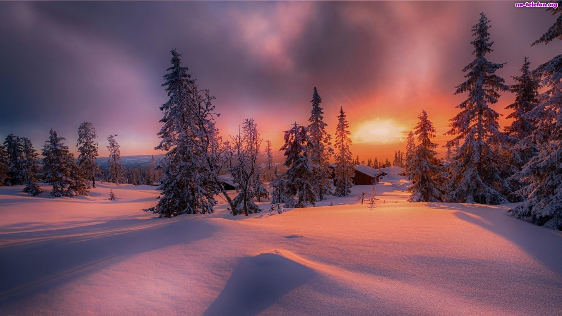 Download Sunset Snow Forest Tree Photography Winter Image