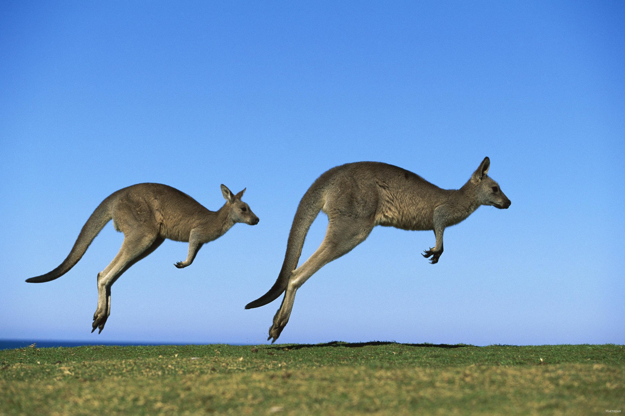 kangaroos in Australia - Image Abyss